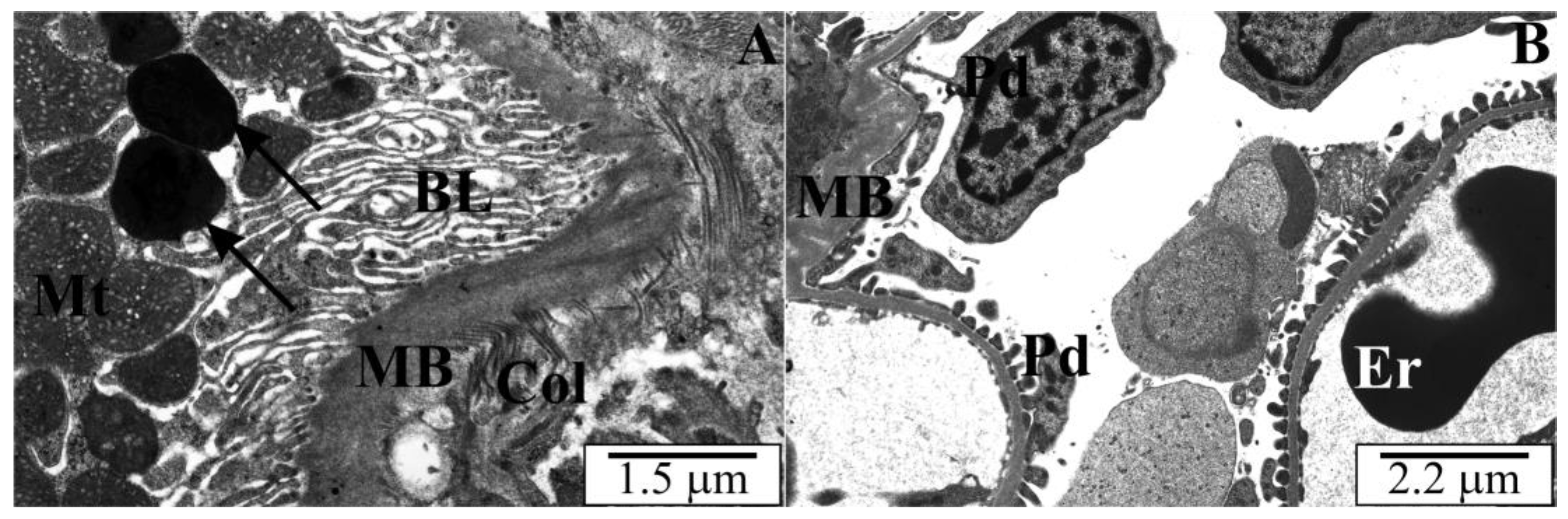 Vetsci 10 00291 g007 Vetsci 10 00291 g007