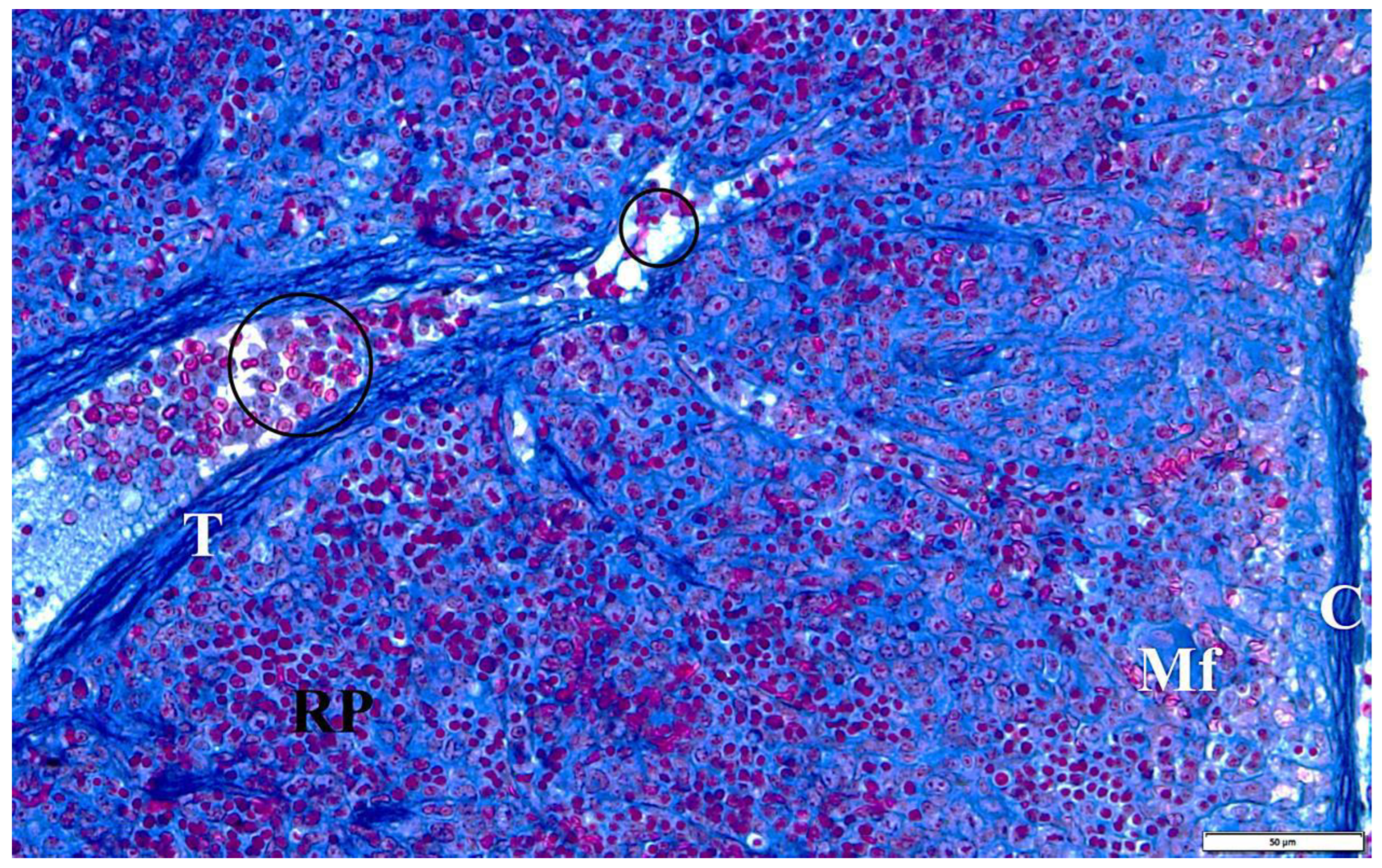 Vetsci 10 00291 g009 Vetsci 10 00291 g009