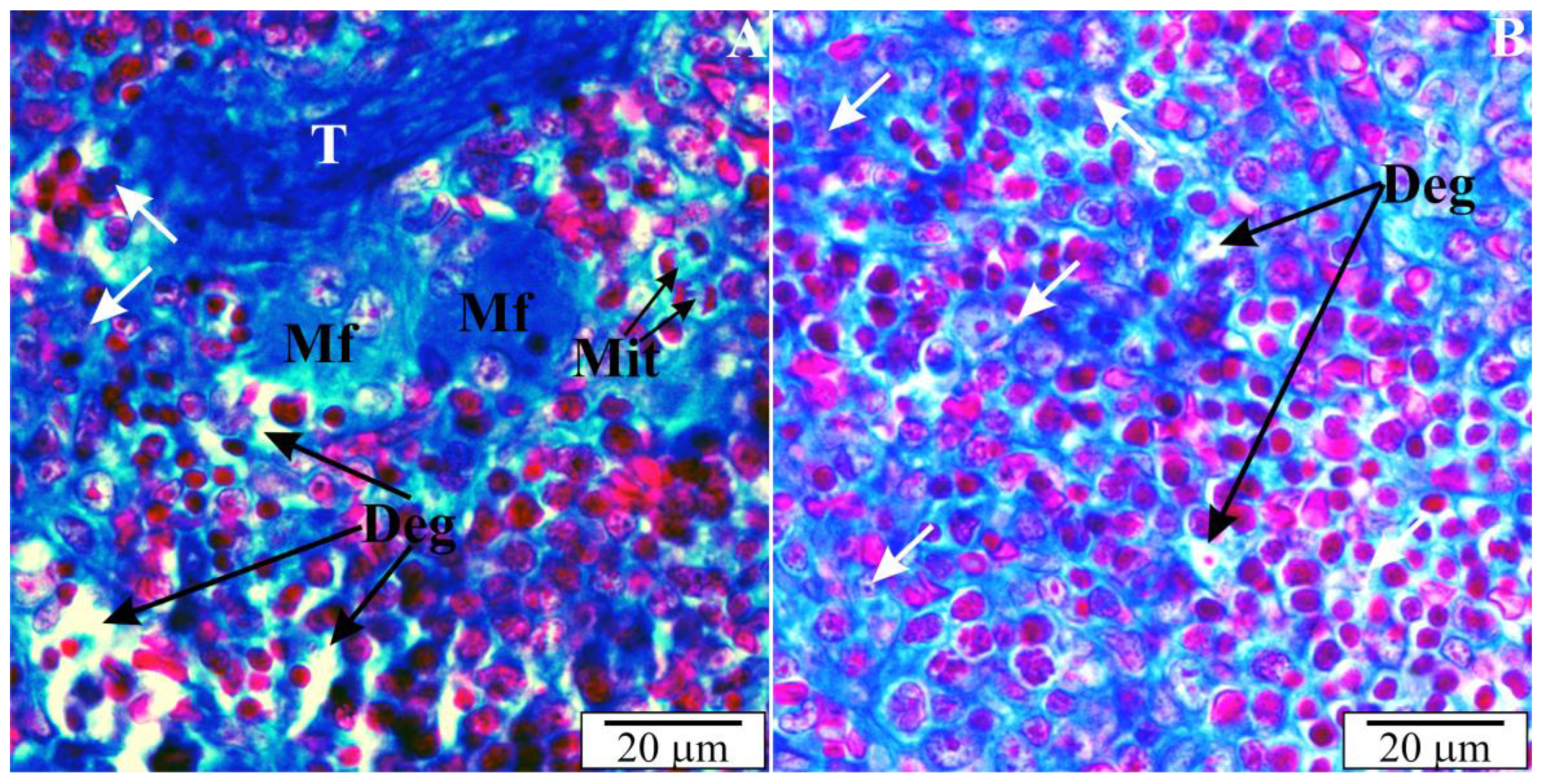 Vetsci 10 00291 g010 Vetsci 10 00291 g010