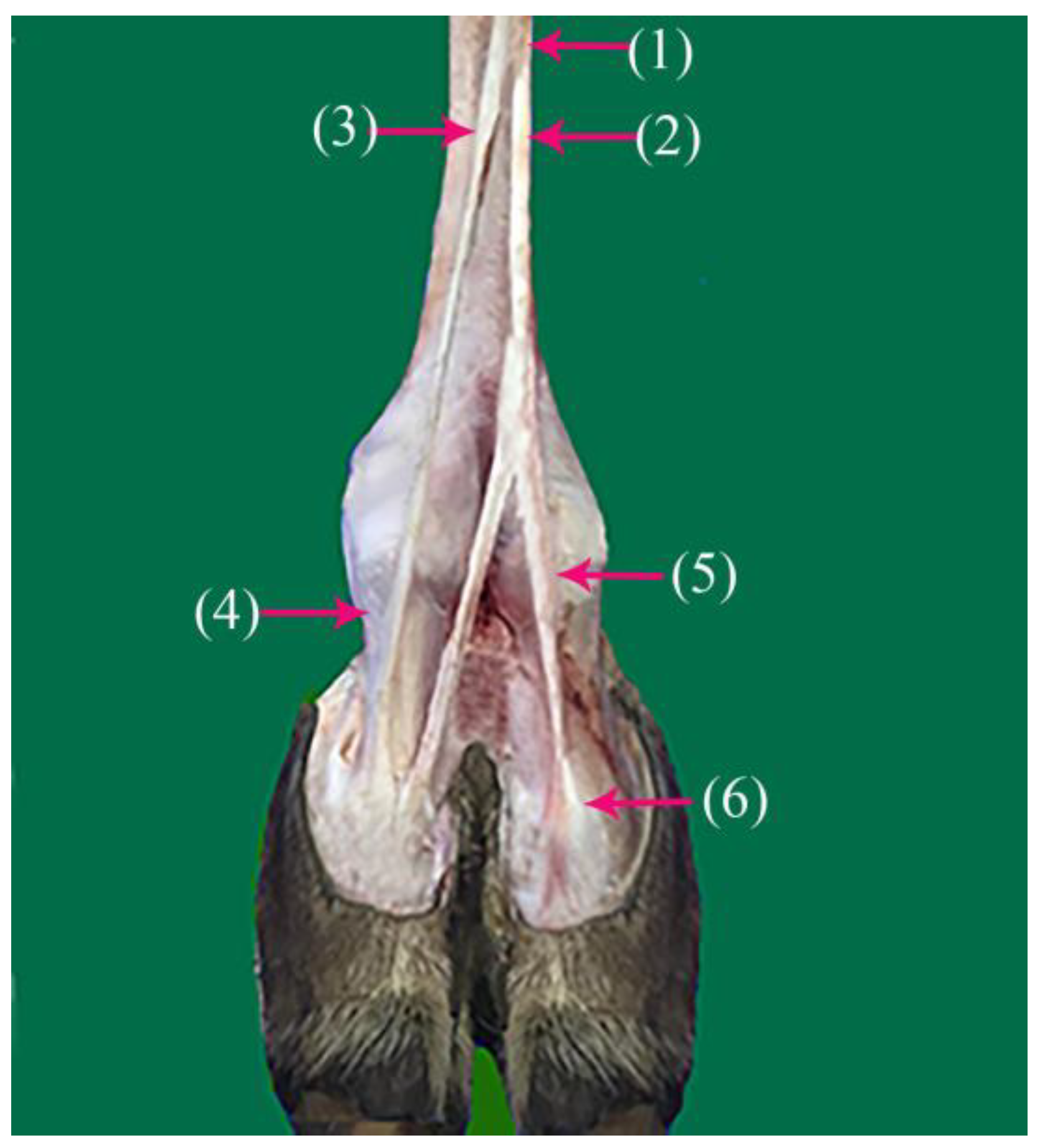 Vetsci 10 00305 g002