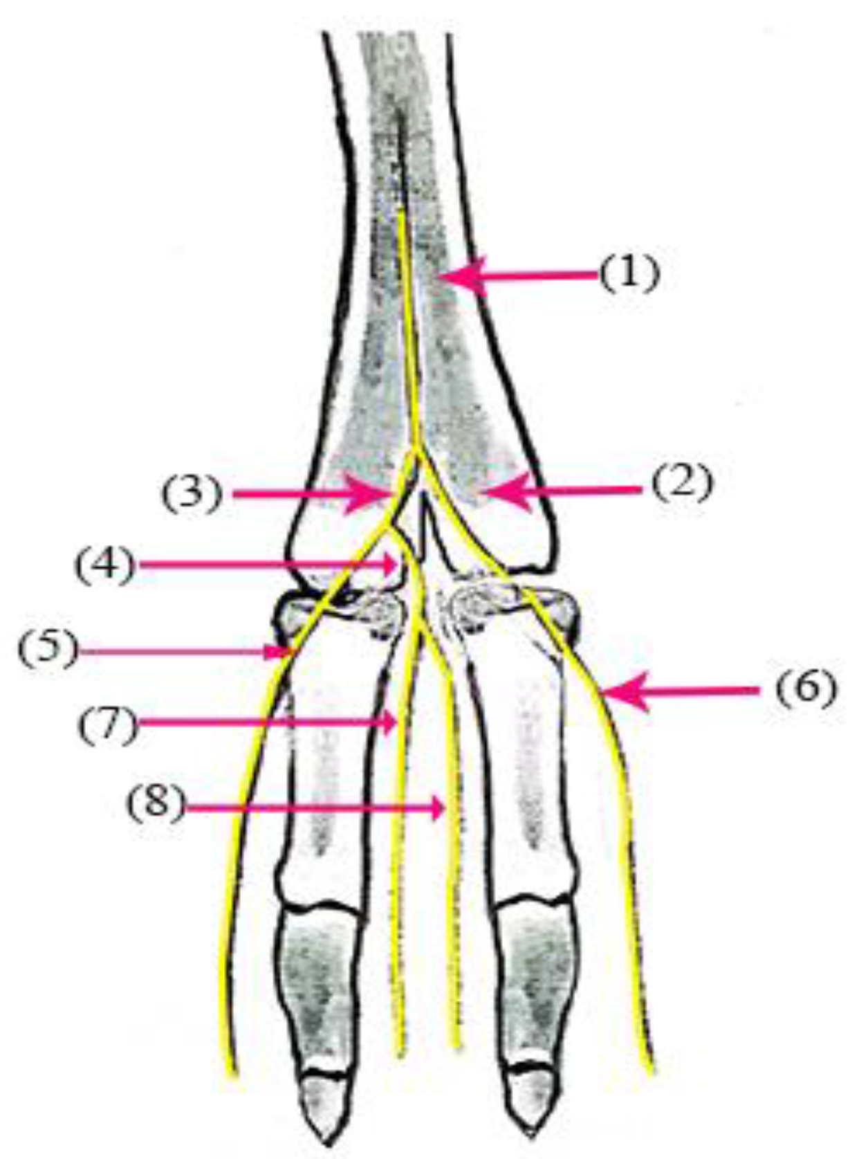 Vetsci 10 00305 g003