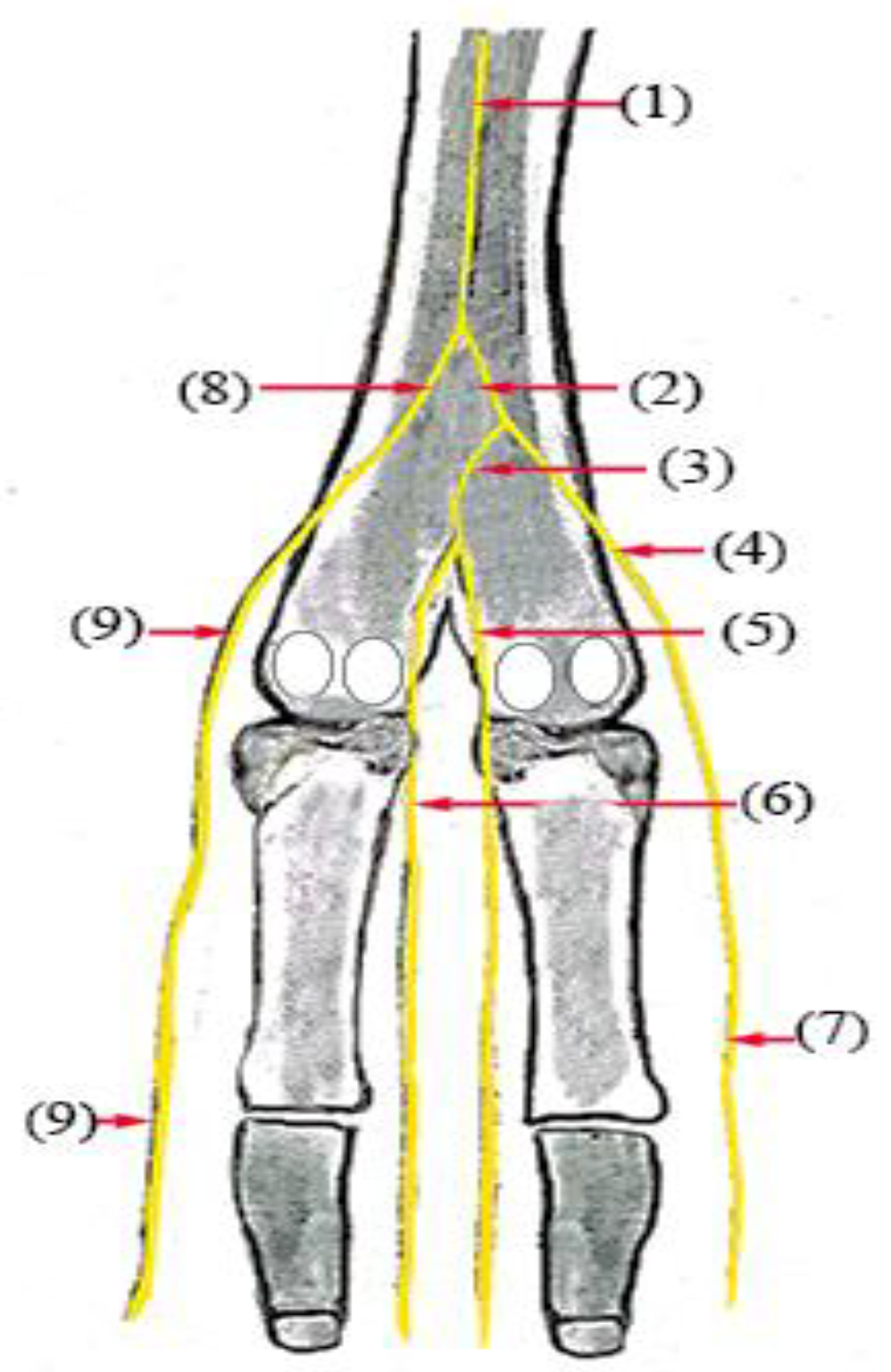 Vetsci 10 00305 g006