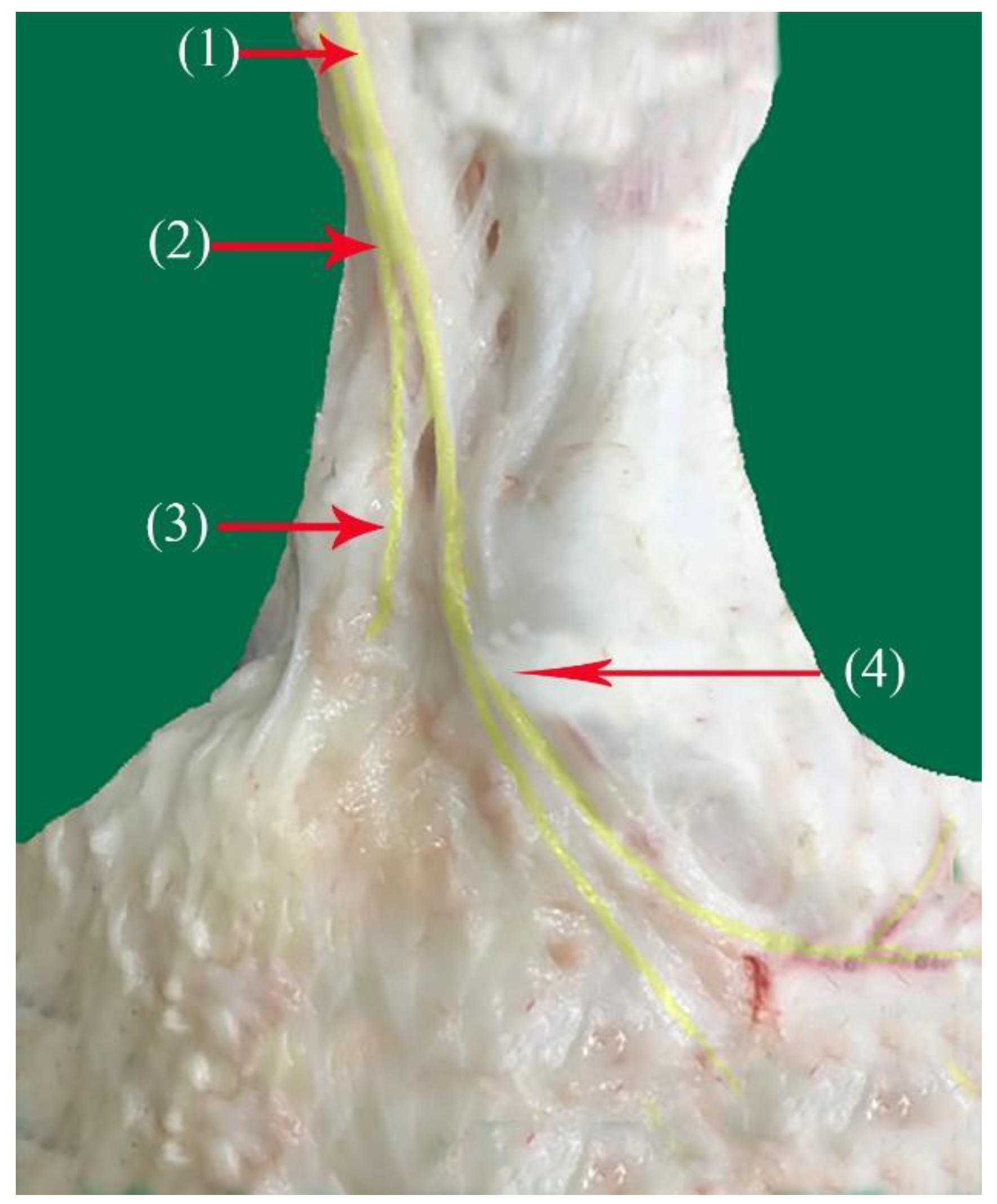 Vetsci 10 00305 g007