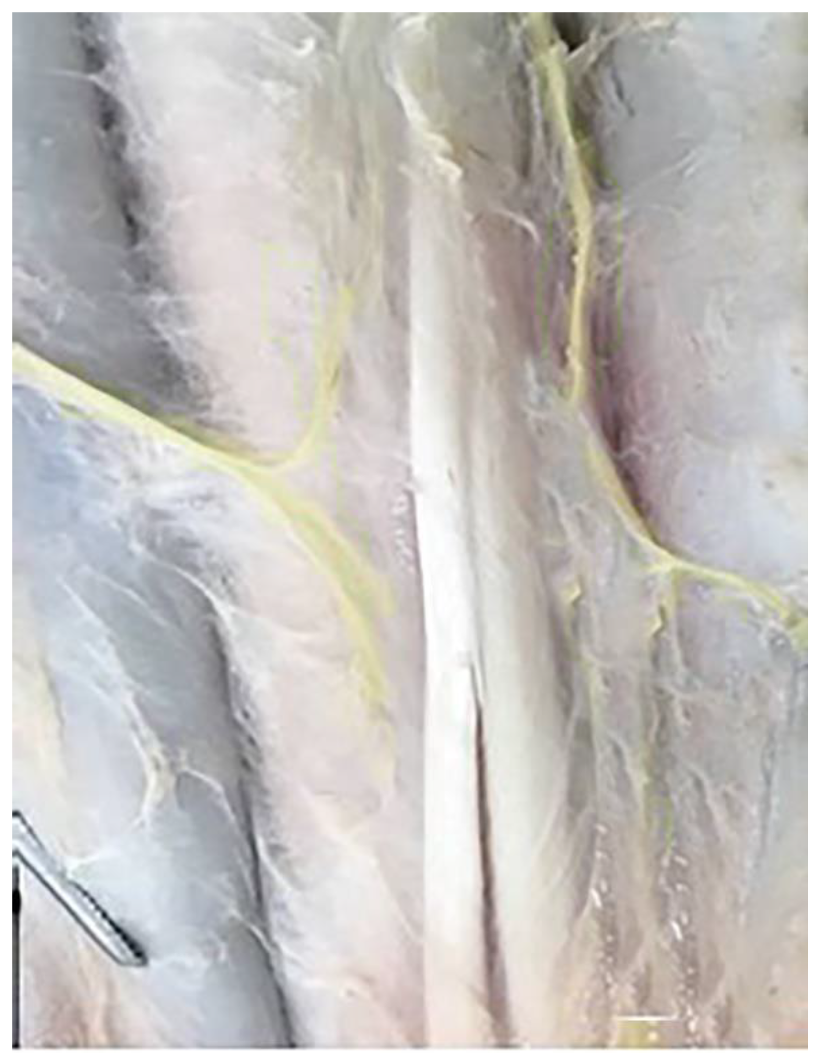 Vetsci 10 00305 g008