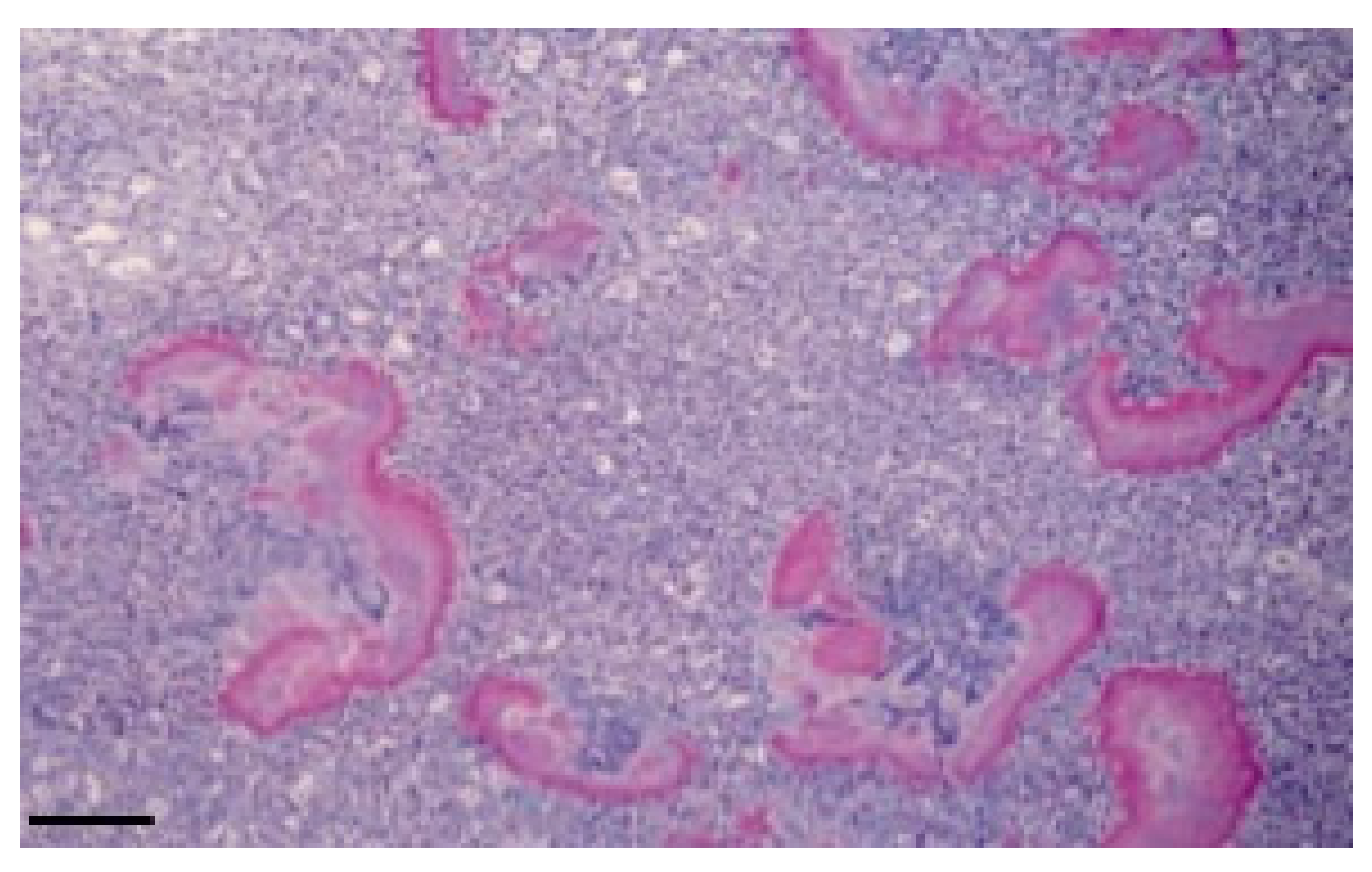 Vetsci 10 00311 g003