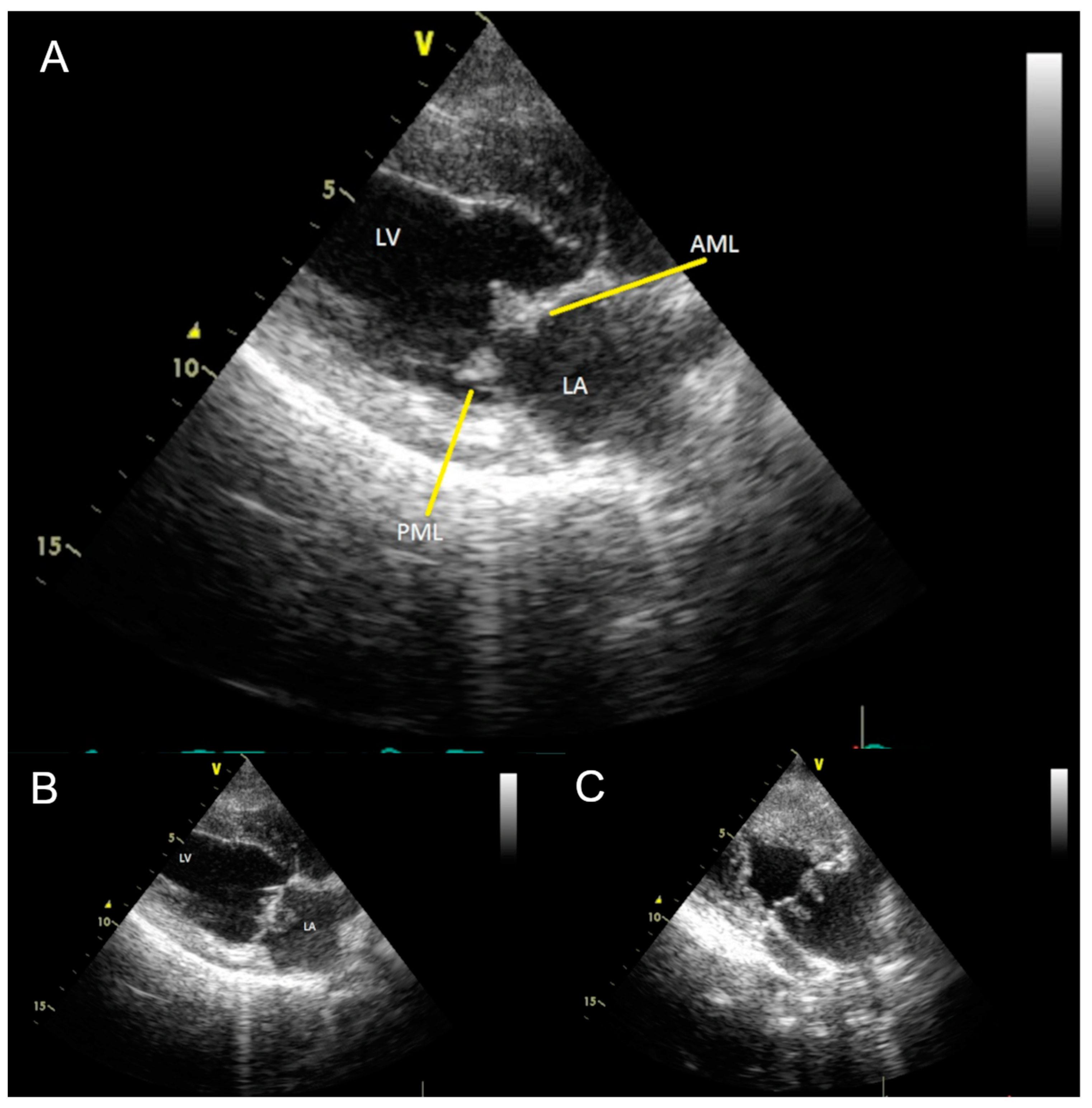 Vetsci 10 00314 g002 Vetsci 10 00314 g002