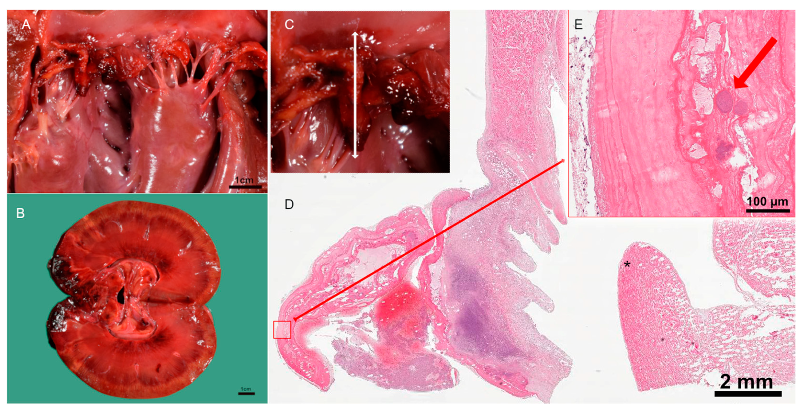 Vetsci 10 00314 g003 Vetsci 10 00314 g003