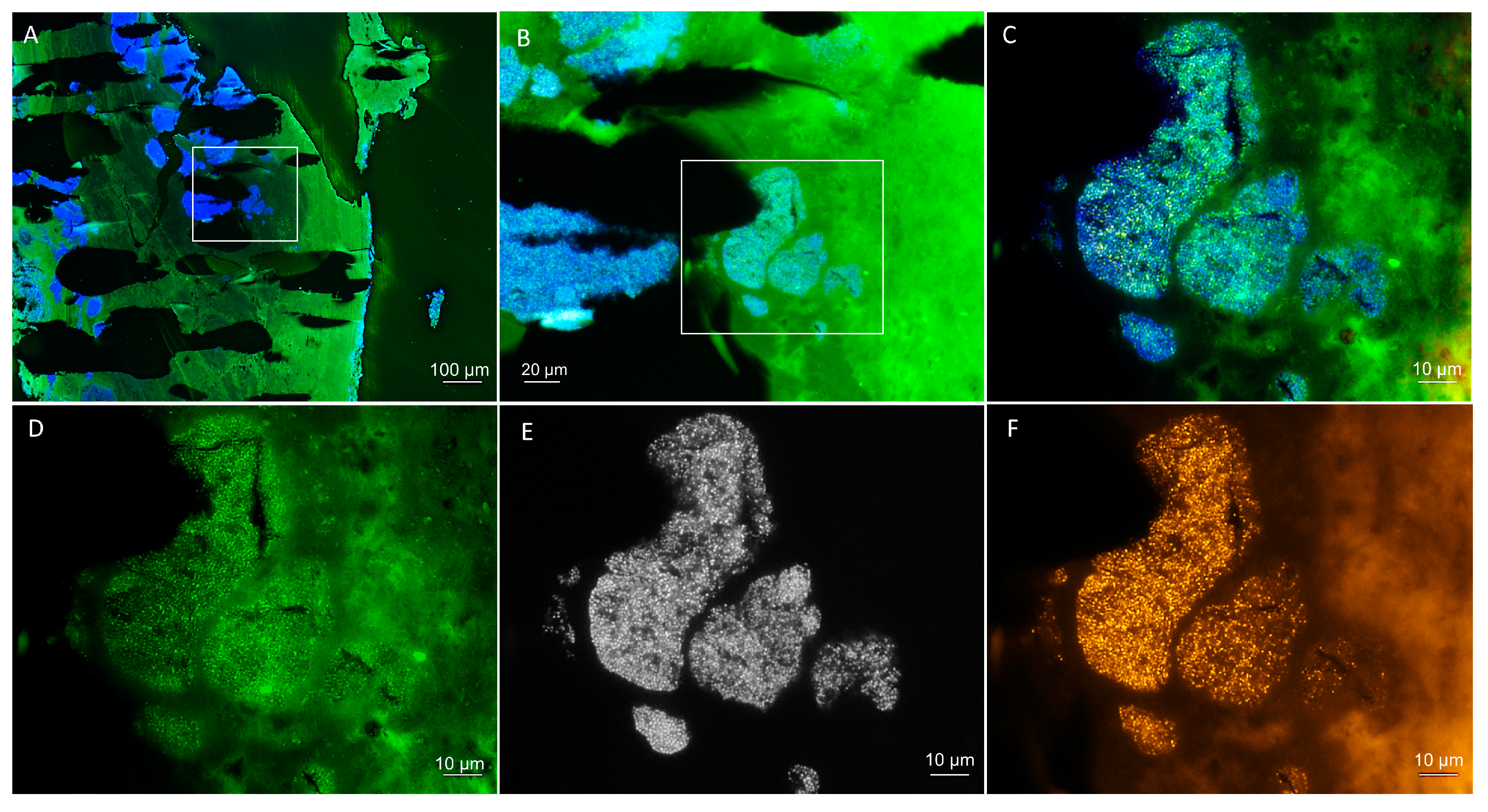 Vetsci 10 00314 g004 Vetsci 10 00314 g004