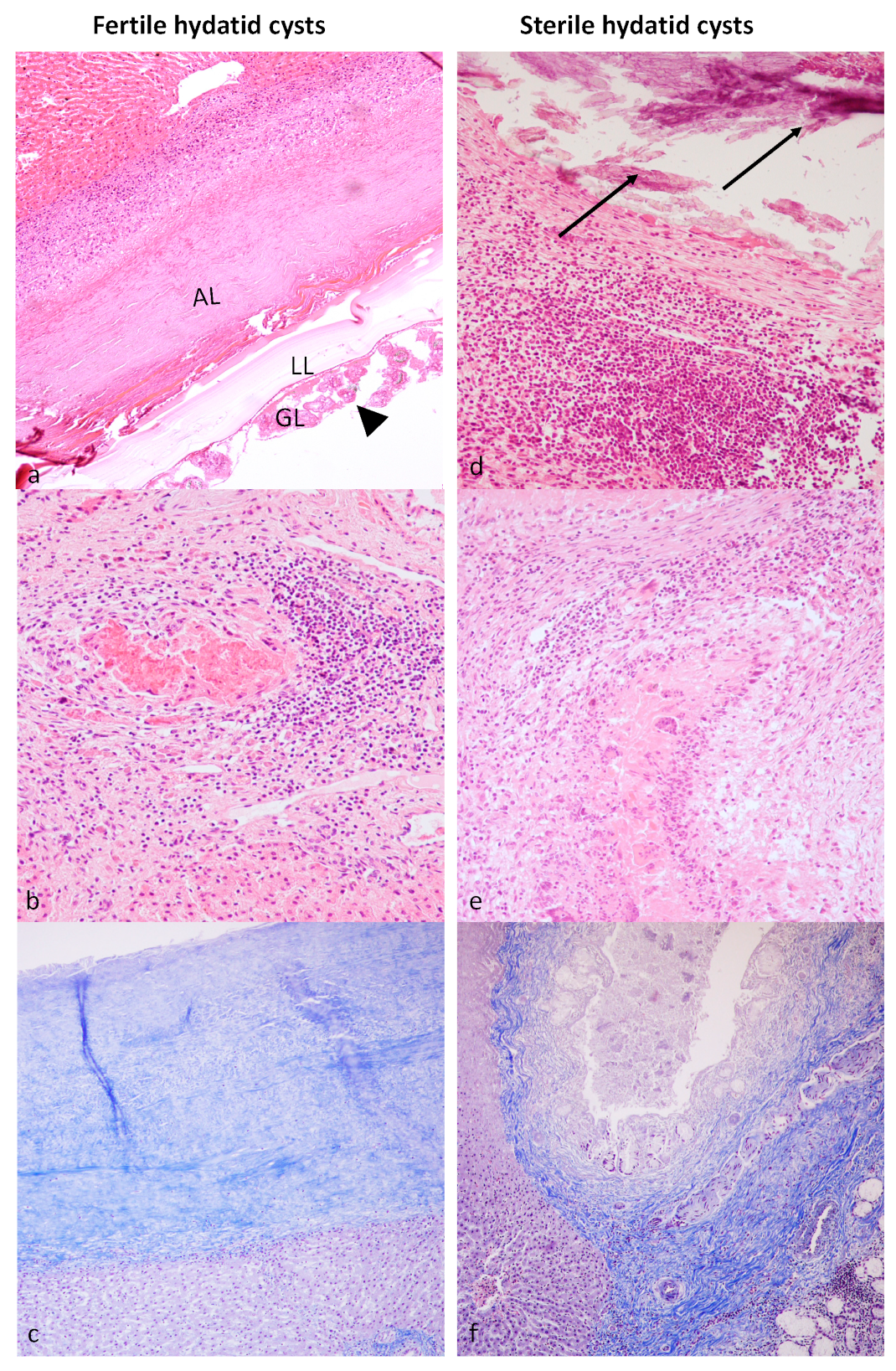 Vetsci 10 00315 g002 Vetsci 10 00315 g002