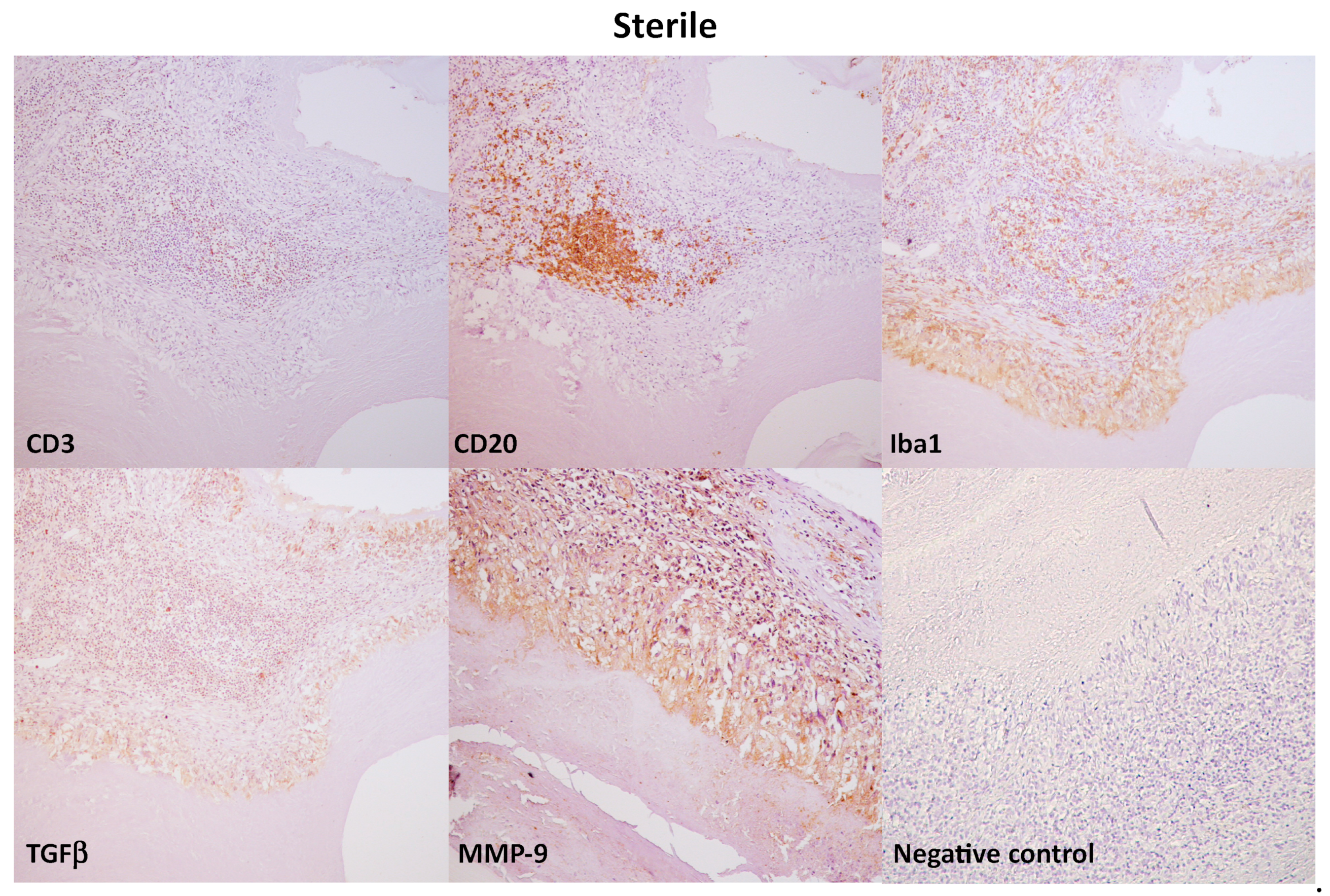 Vetsci 10 00315 g003b Vetsci 10 00315 g003b