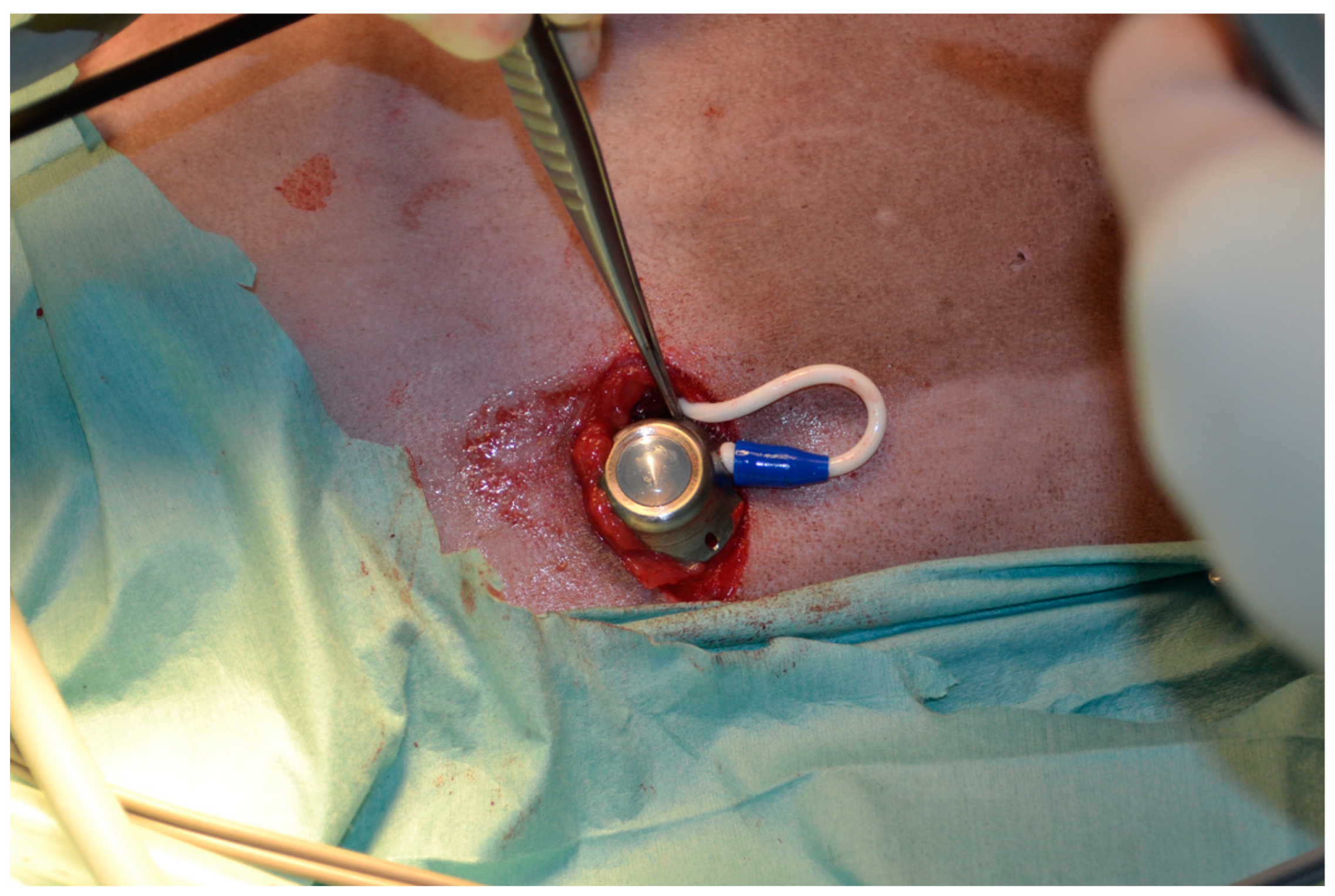 Vetsci 10 00324 g002