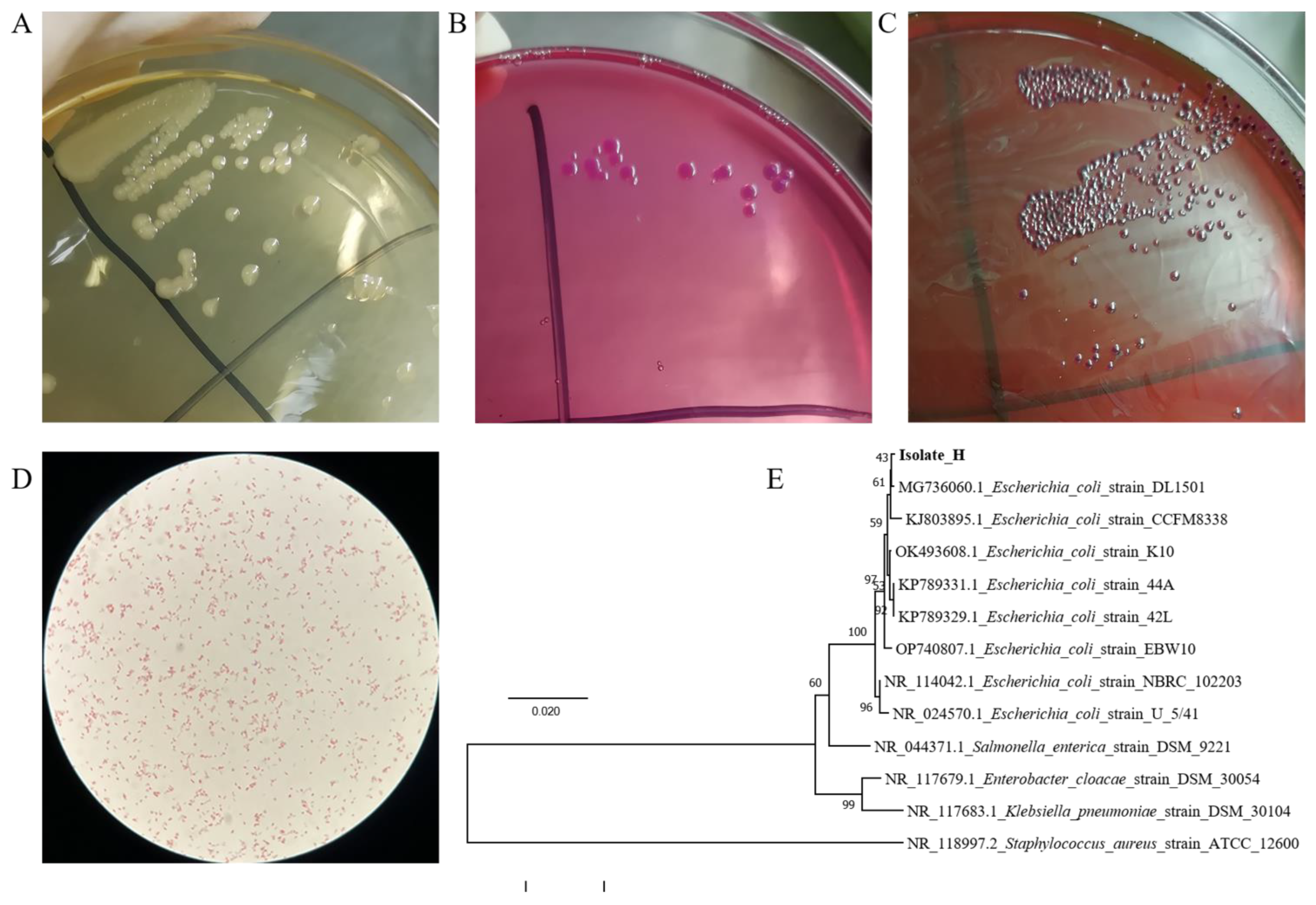 Vetsci 10 00328 g001 Vetsci 10 00328 g001