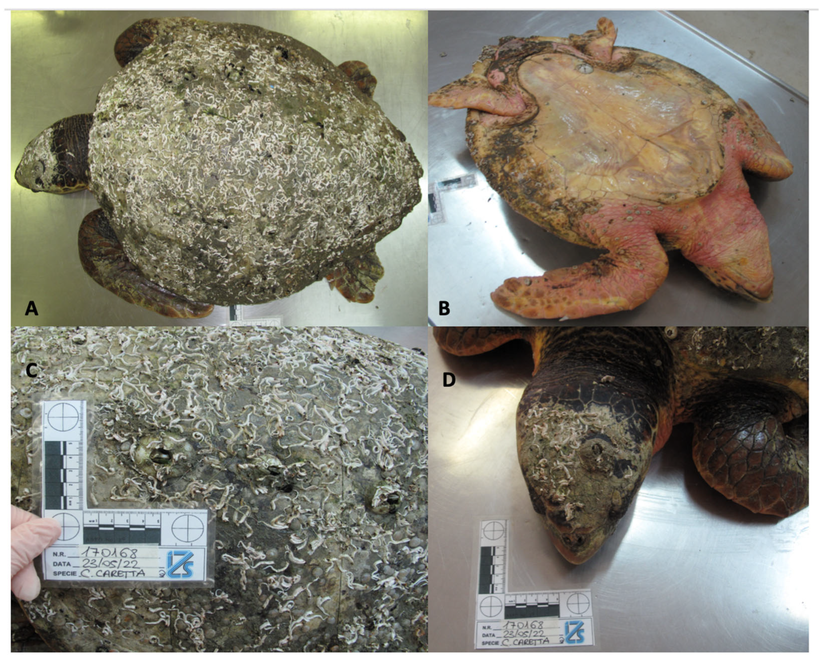 Vetsci 10 00344 g002 Vetsci 10 00344 g002