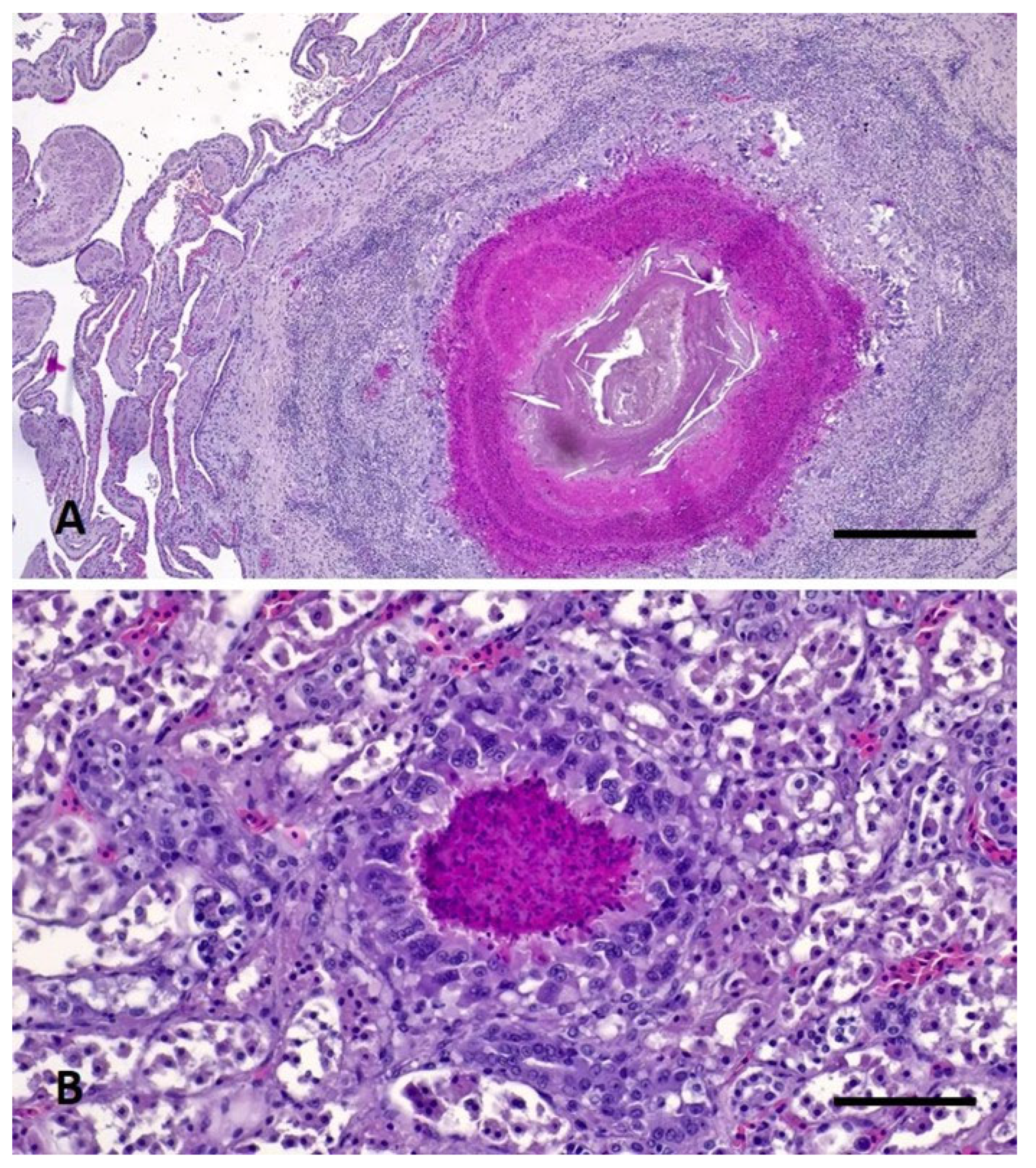 Vetsci 10 00344 g005 Vetsci 10 00344 g005