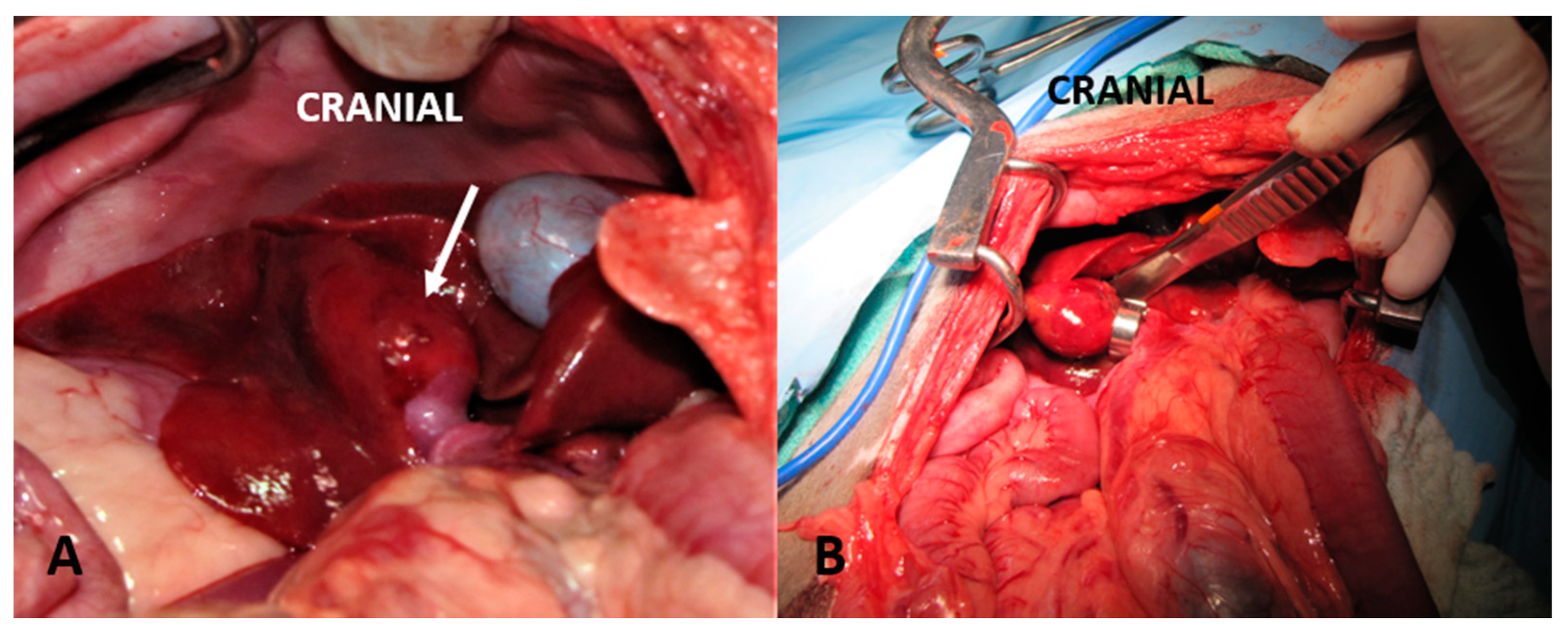 Vetsci 10 00346 g003 Vetsci 10 00346 g003