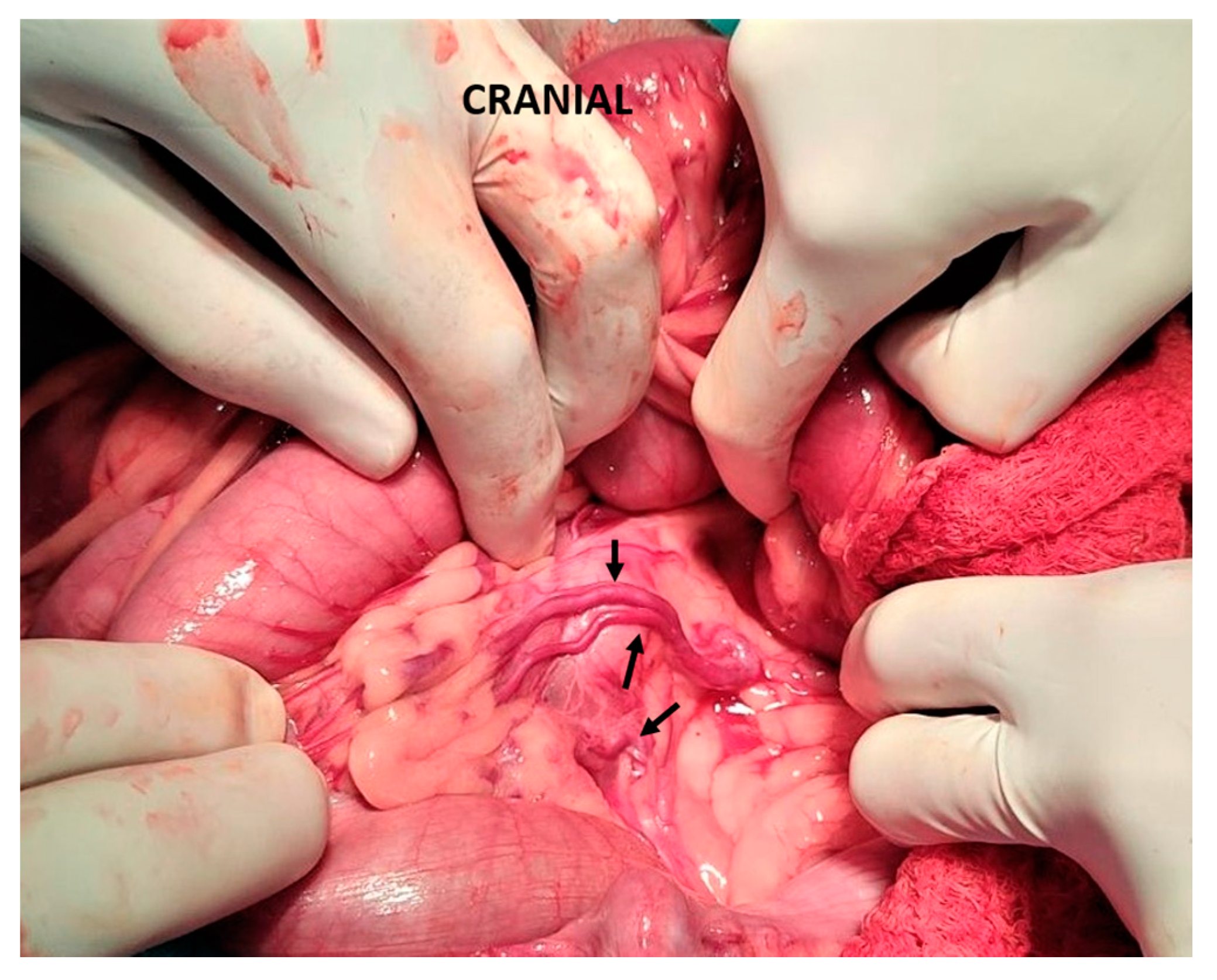 Vetsci 10 00346 g005 Vetsci 10 00346 g005