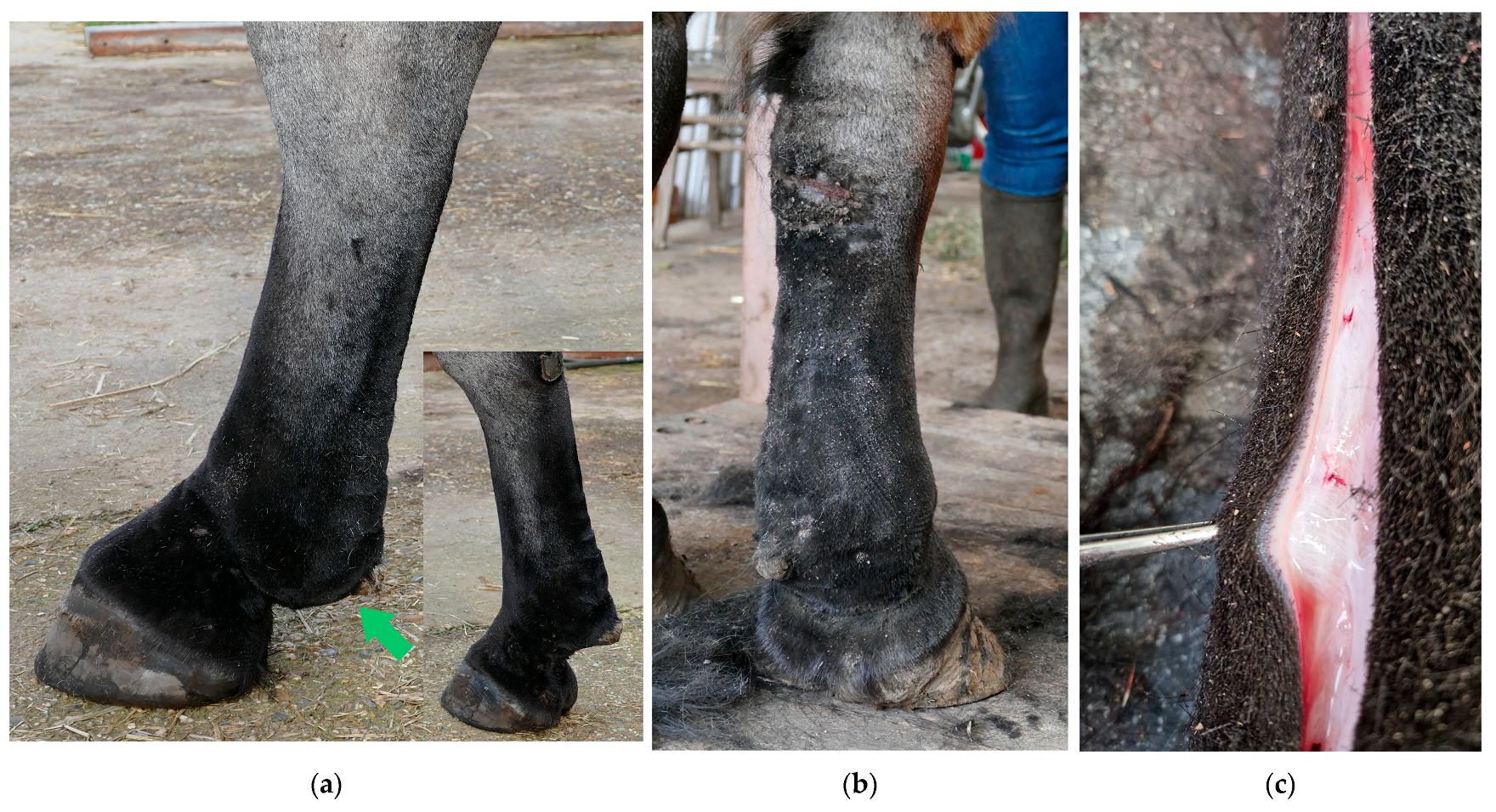 Vetsci 10 00347 g003