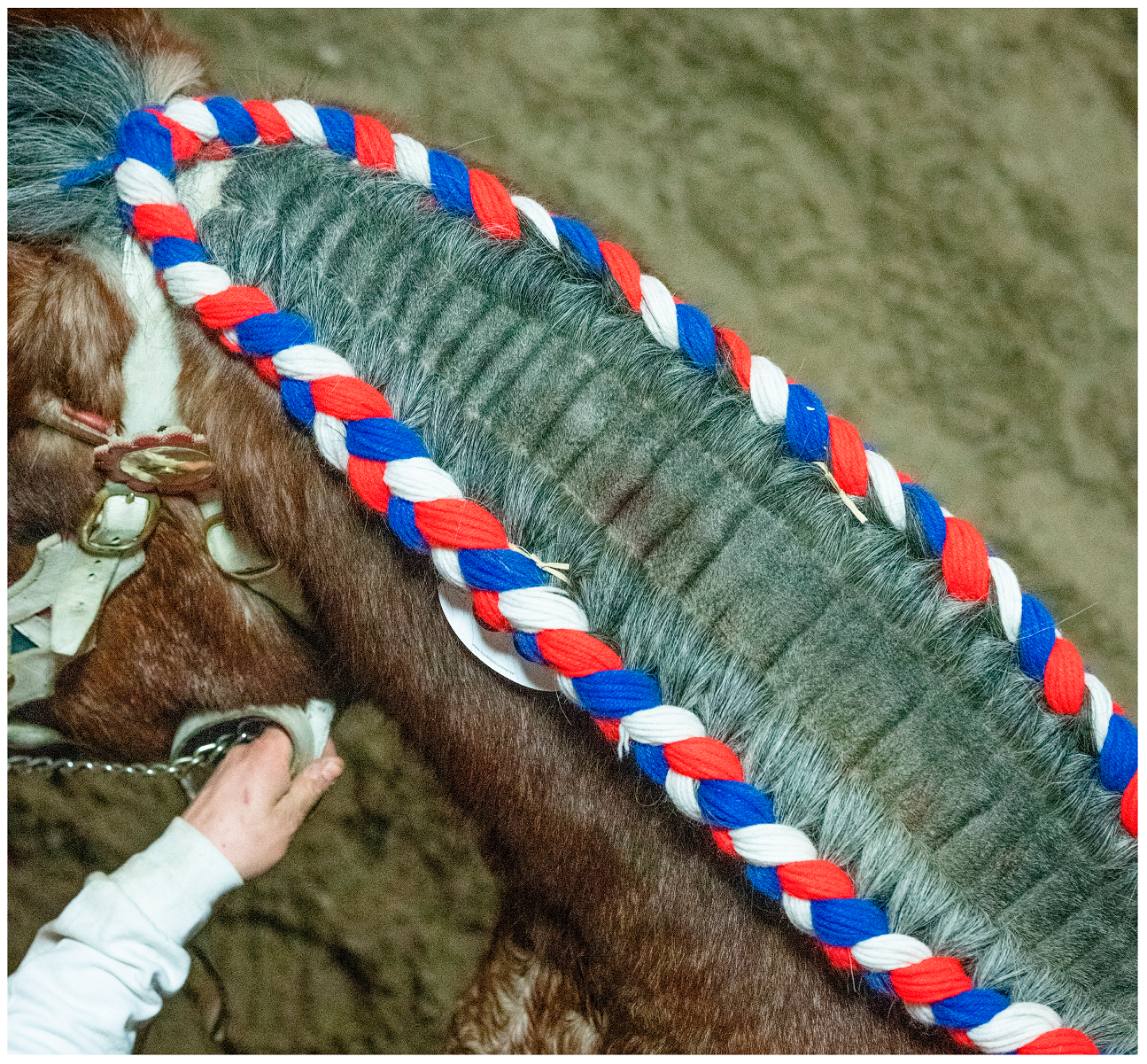 Vetsci 10 00347 g005