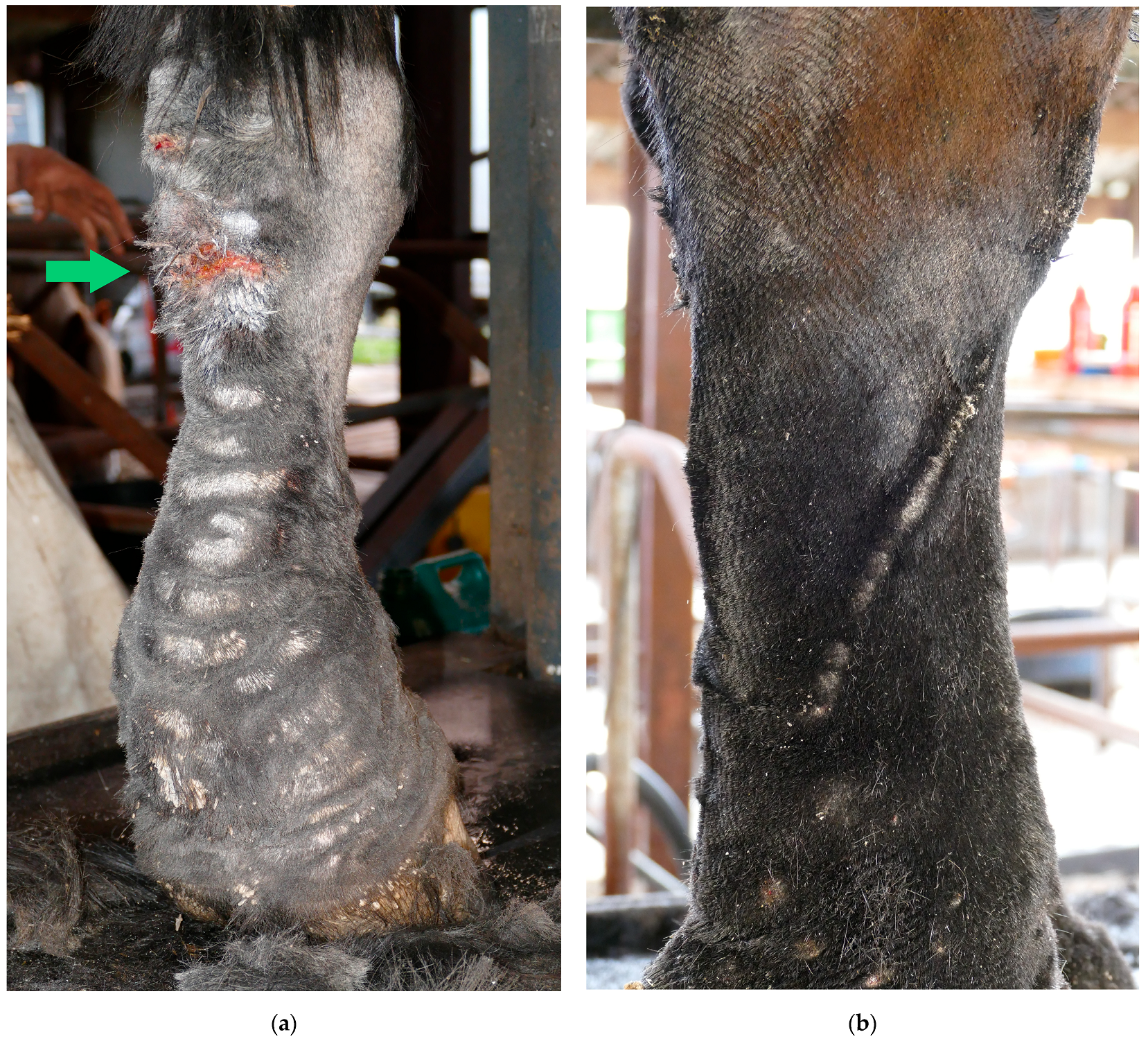 Vetsci 10 00347 g006