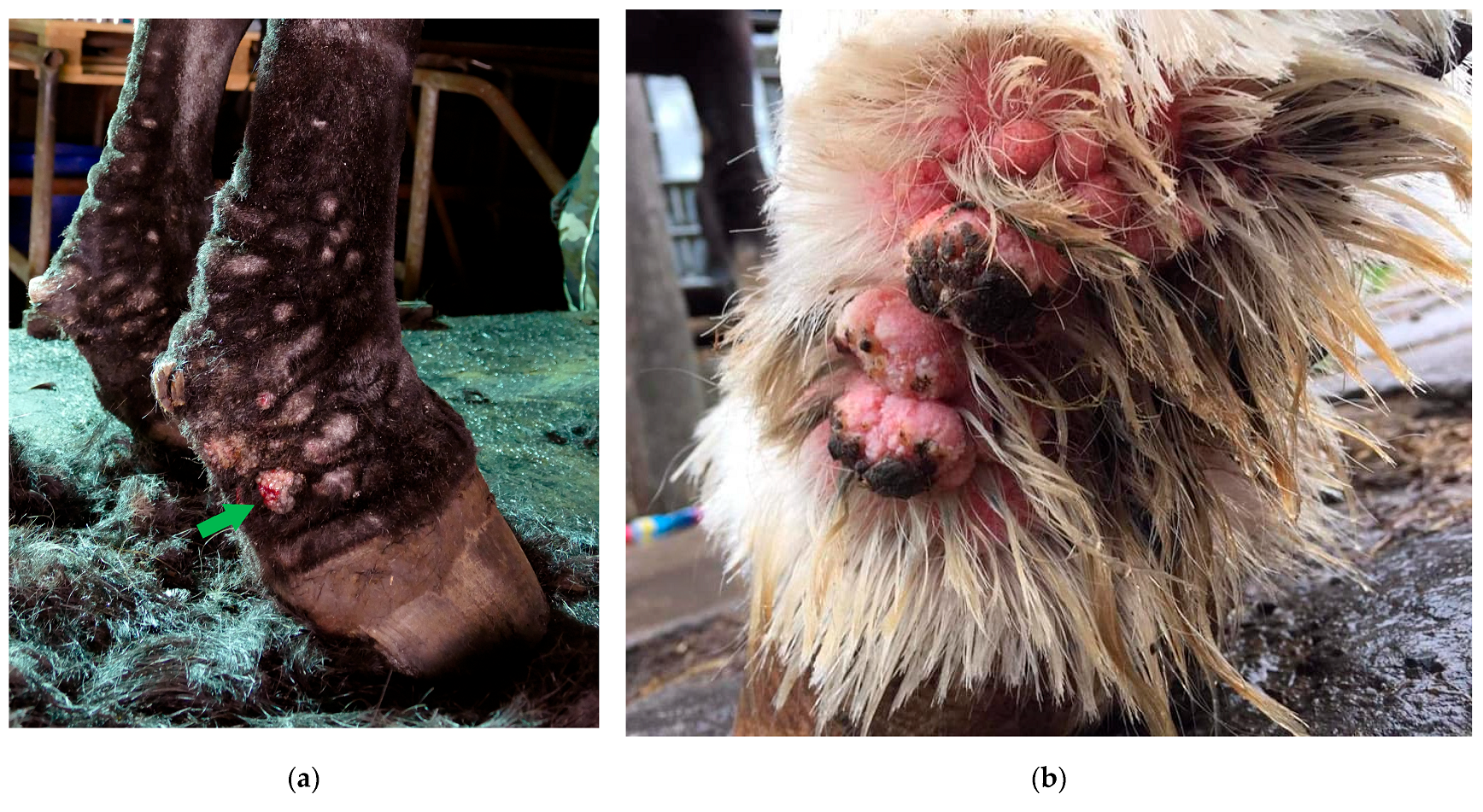 Vetsci 10 00347 g007