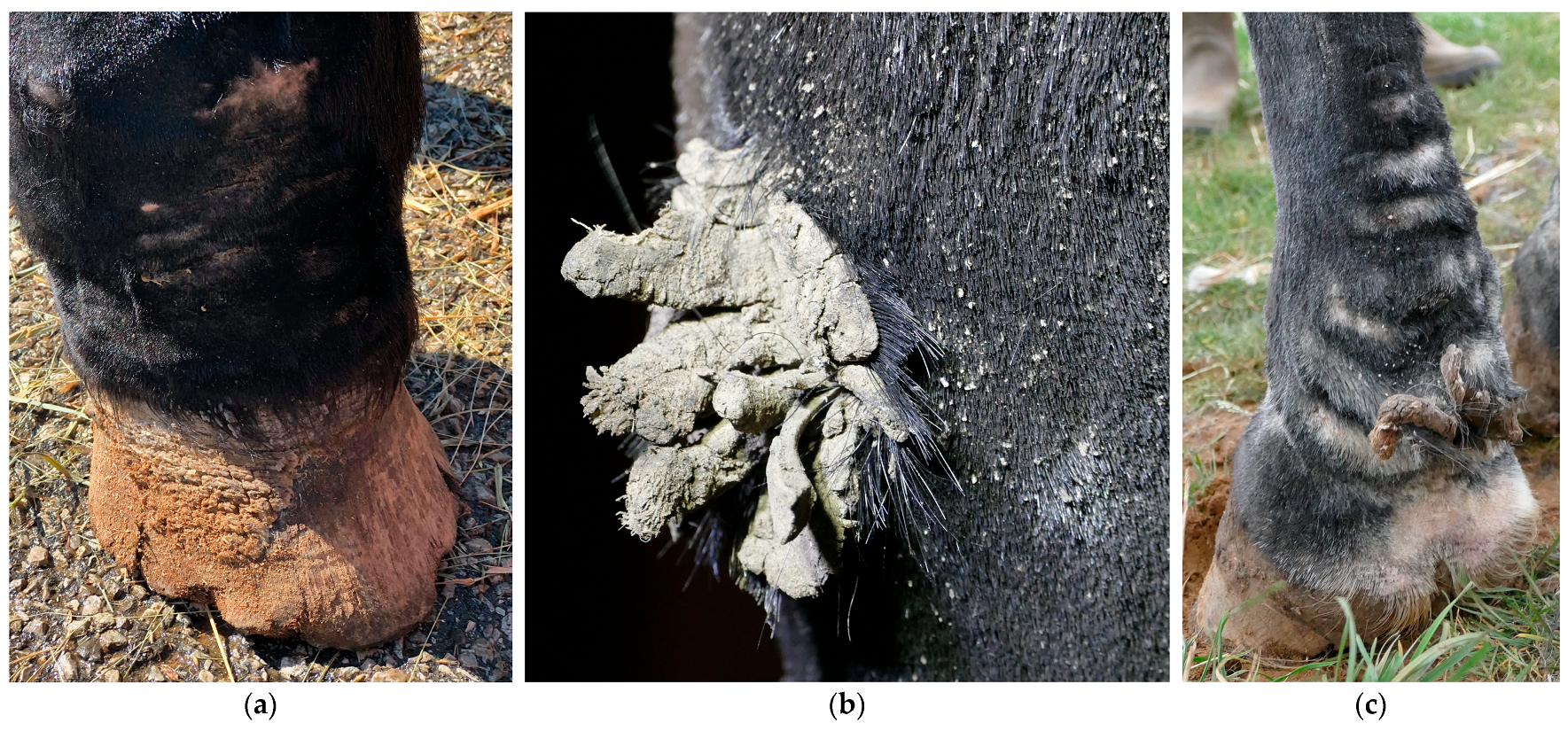 Vetsci 10 00347 g008