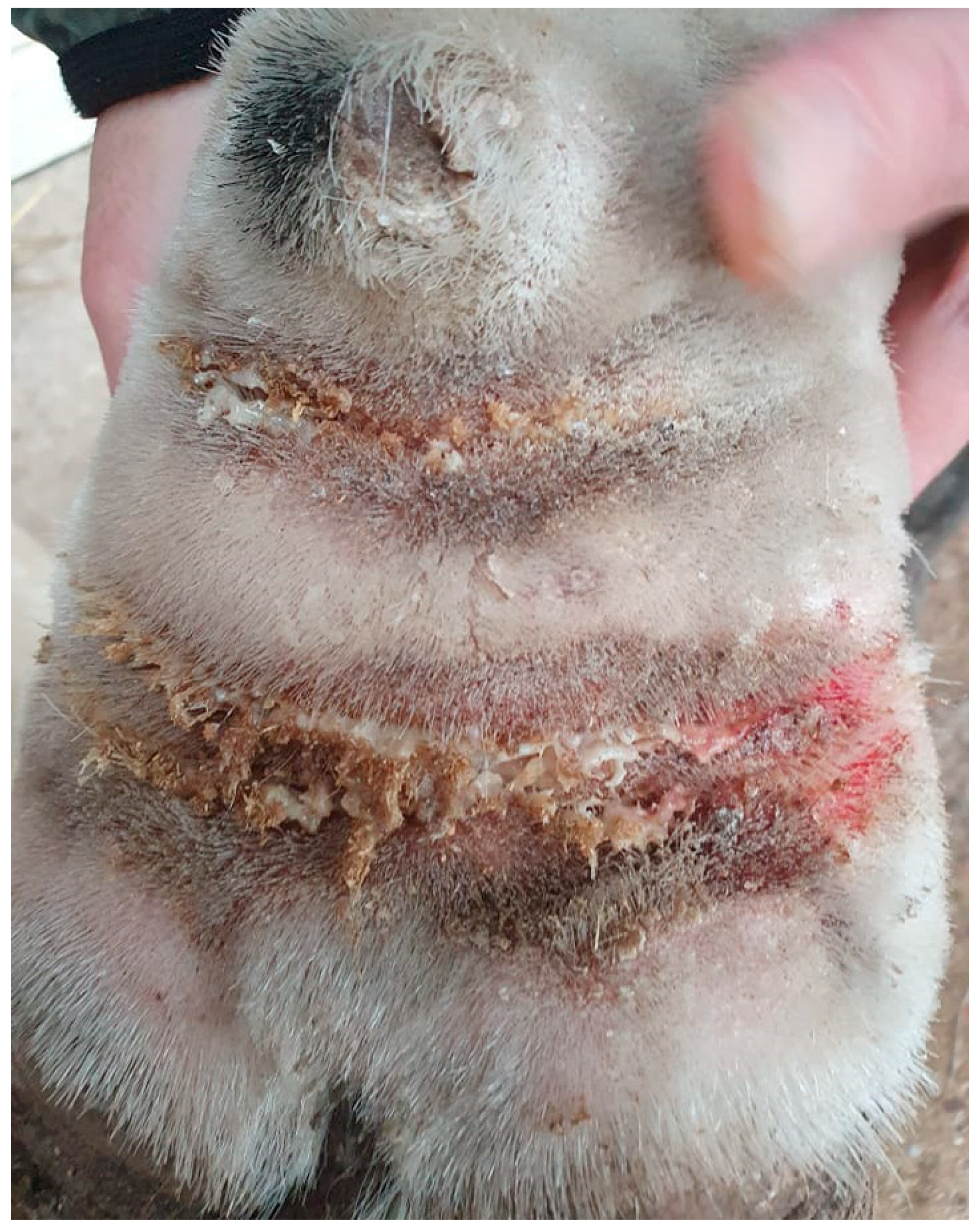 Vetsci 10 00347 g011