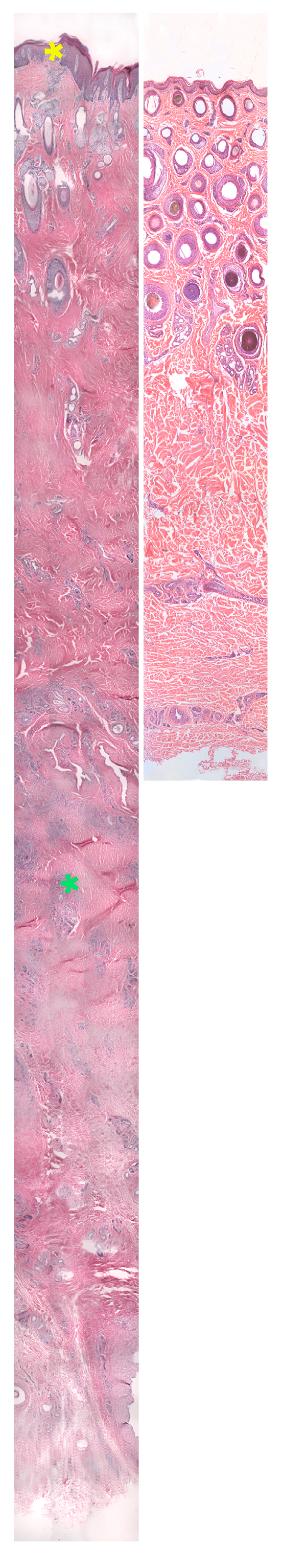 Vetsci 10 00347 g013