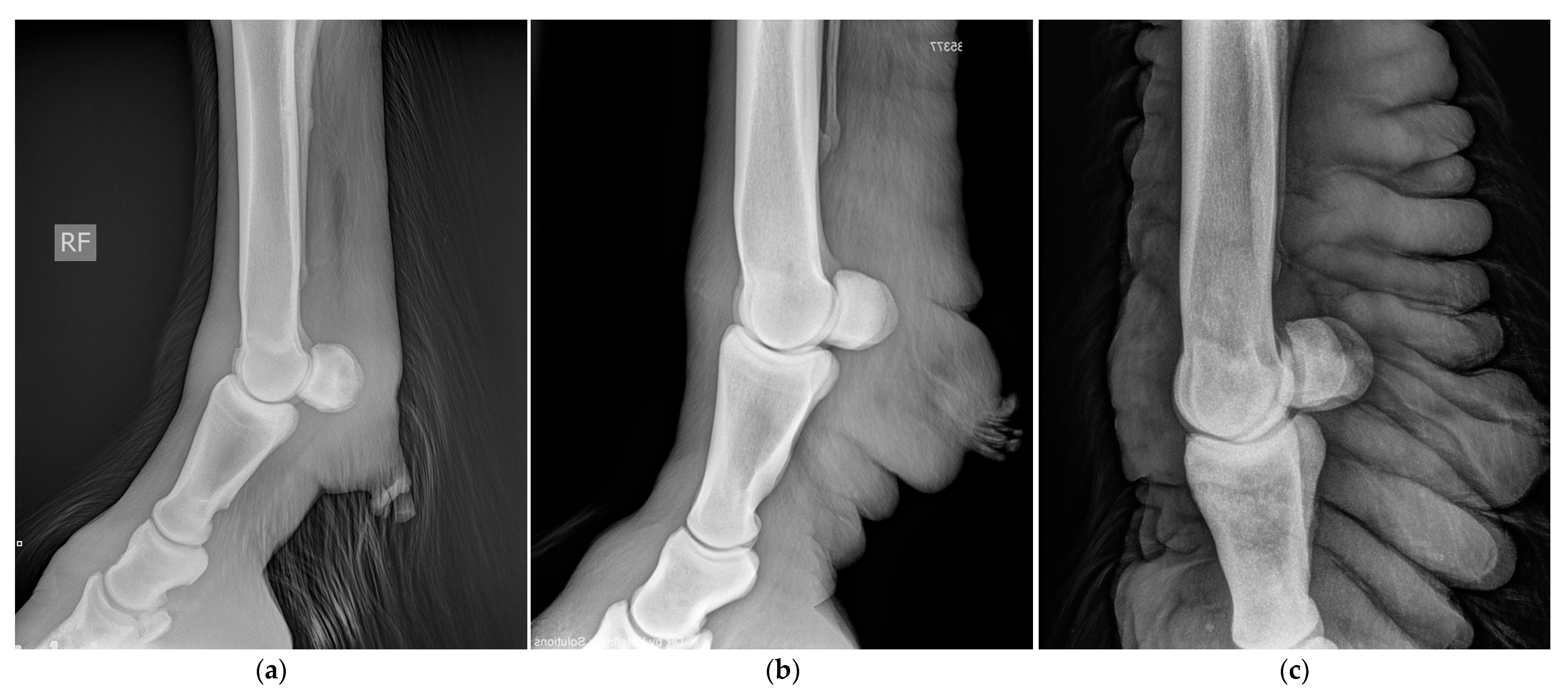 Vetsci 10 00347 g015