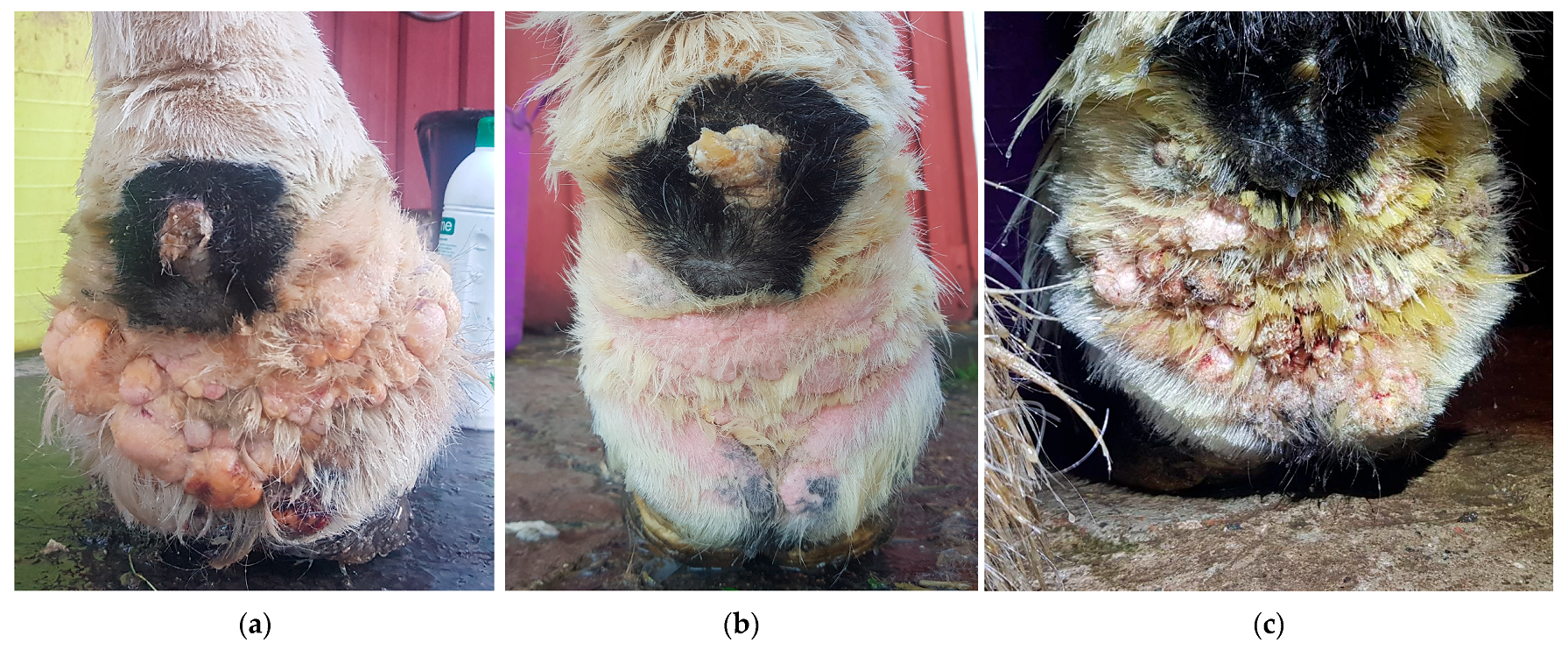 Vetsci 10 00347 g016