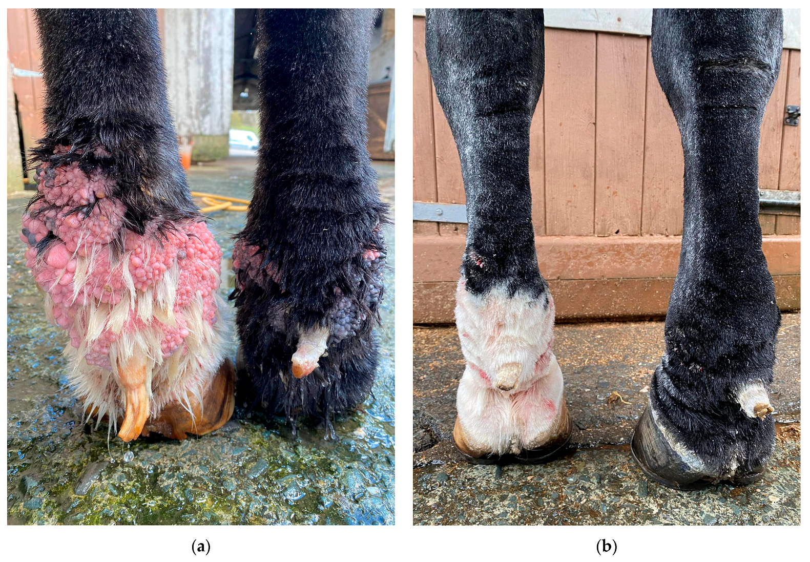 Vetsci 10 00347 g017