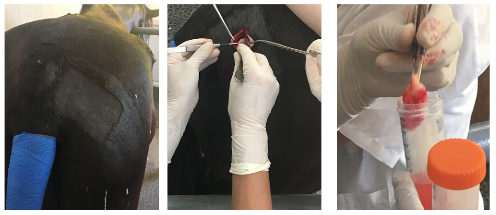 Vetsci 10 00348 g001 Vetsci 10 00348 g001