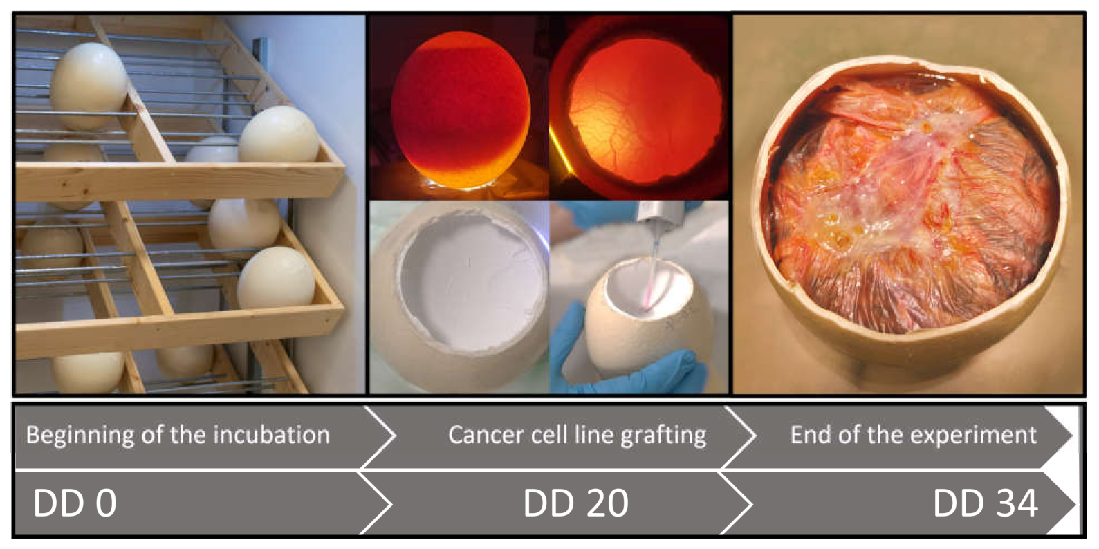 Vetsci 10 00349 g002