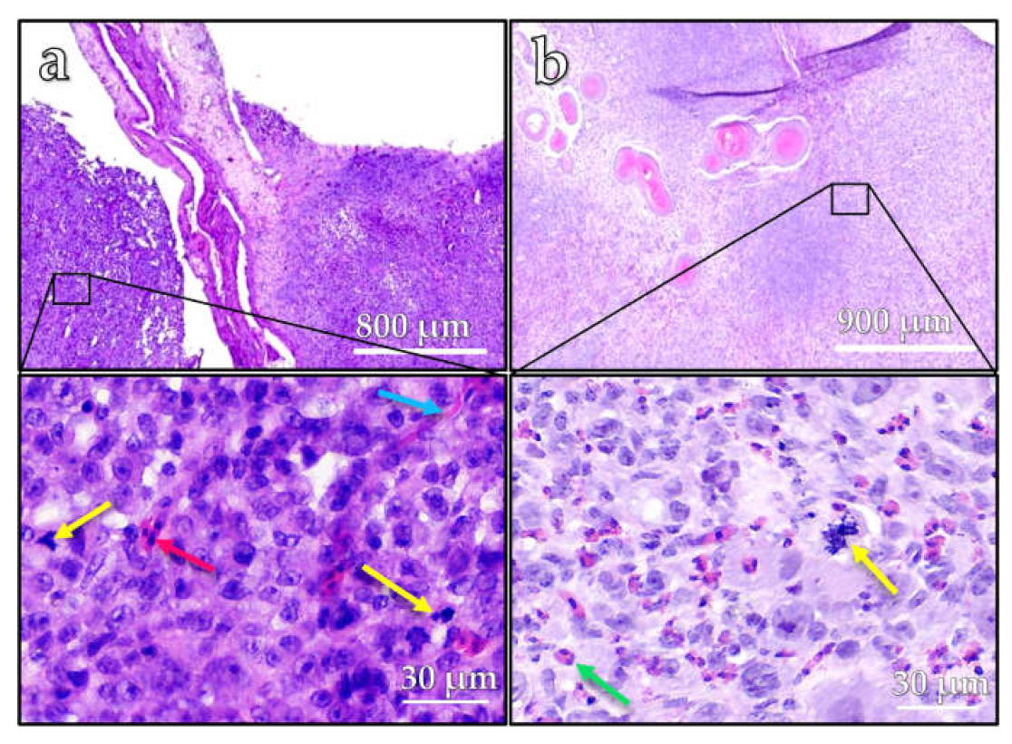 Vetsci 10 00349 g004