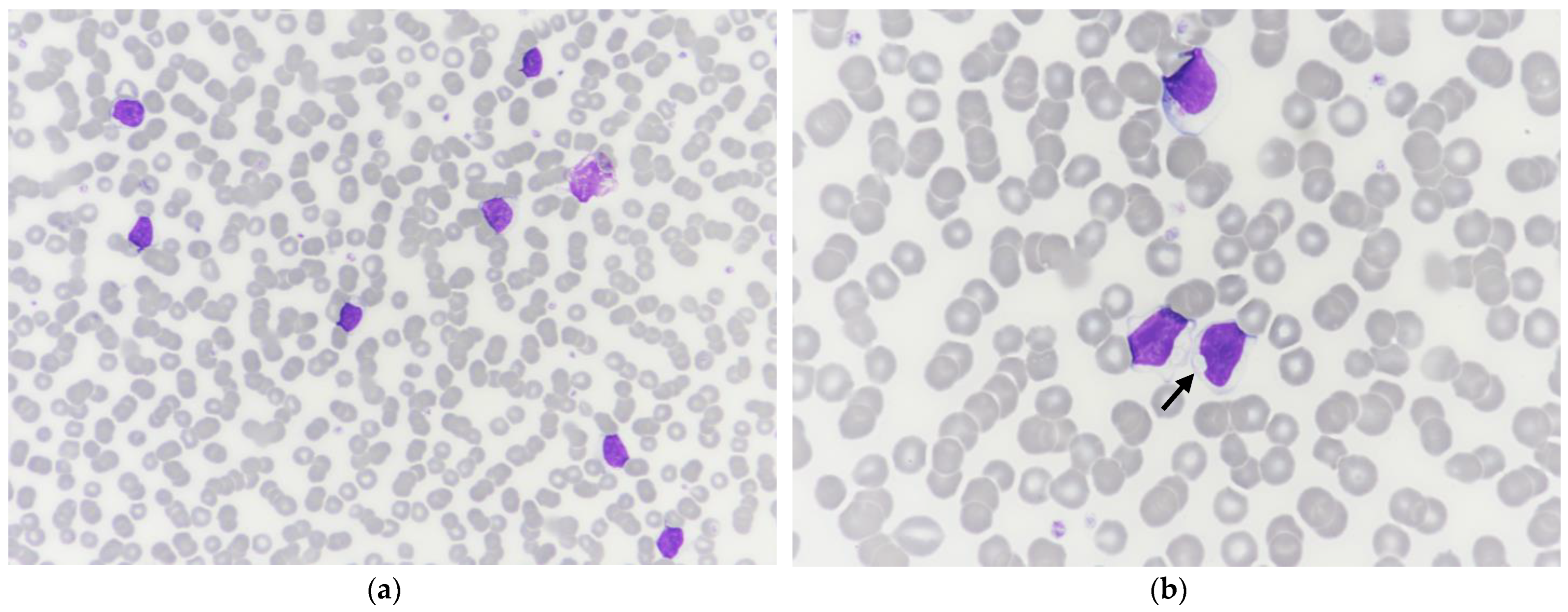 Vetsci 10 00355 g002