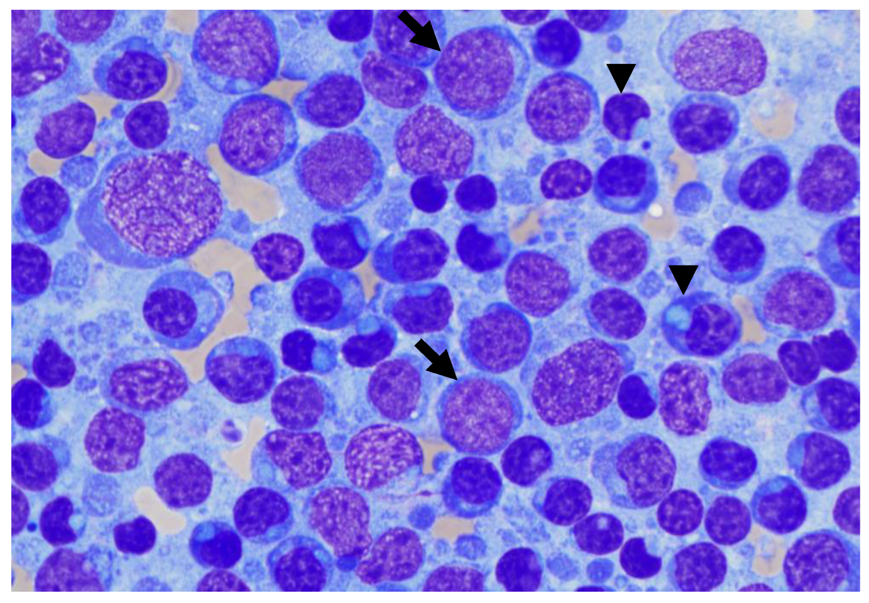 Vetsci 10 00355 g003