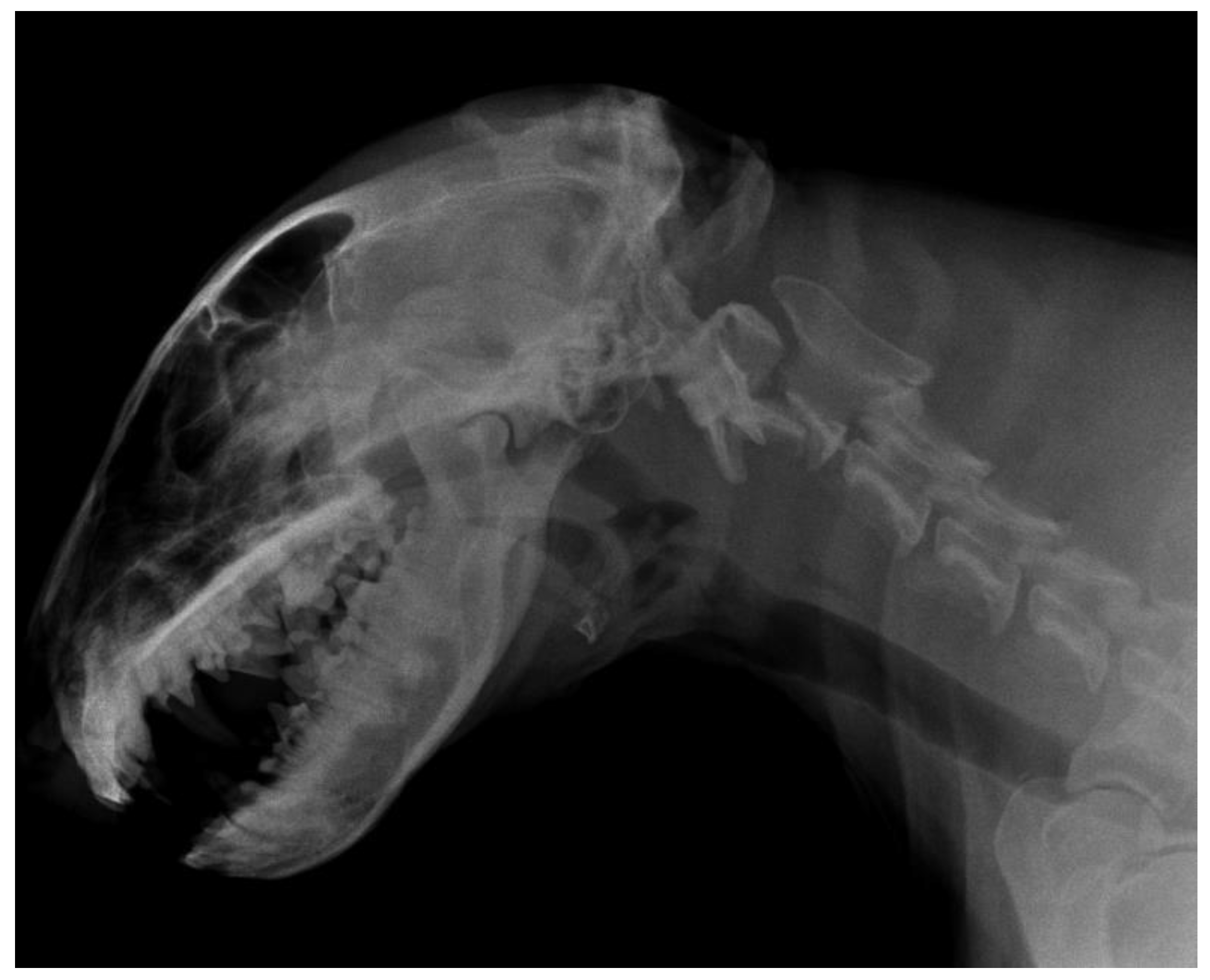 Vetsci 10 00359 g007