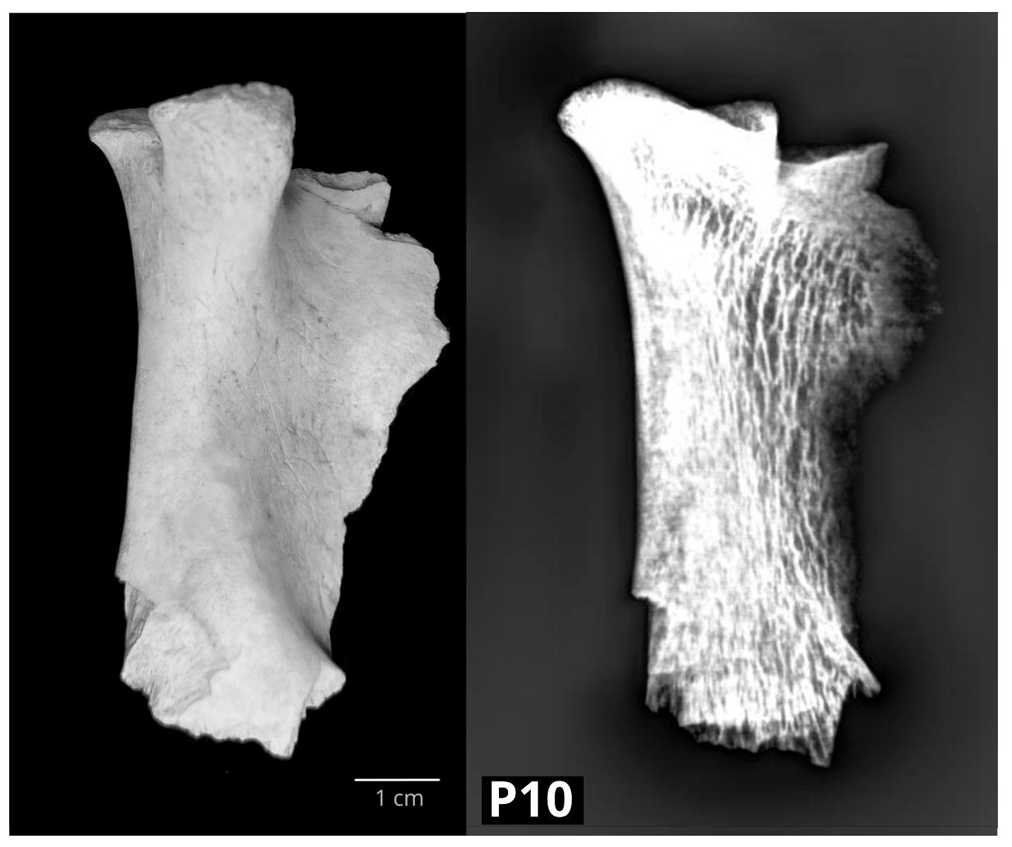 Vetsci 10 00361 g004 Vetsci 10 00361 g004