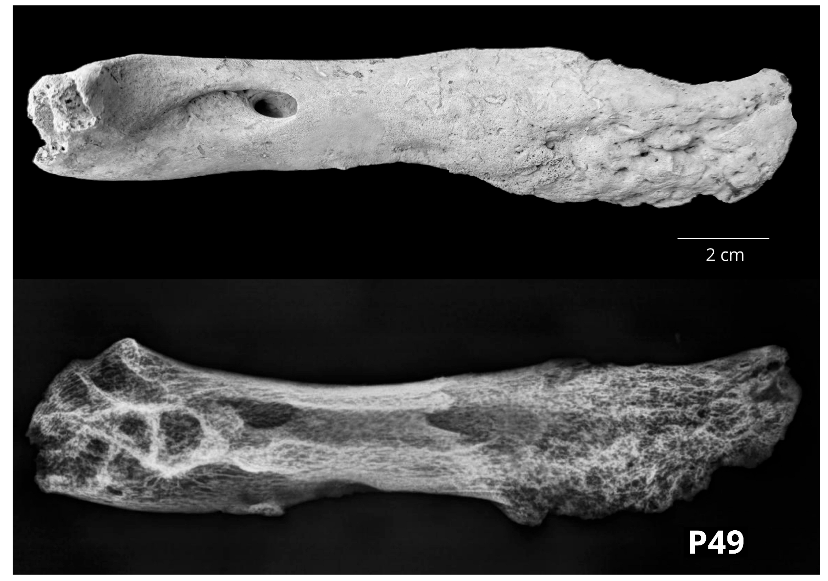 Vetsci 10 00361 g005 Vetsci 10 00361 g005