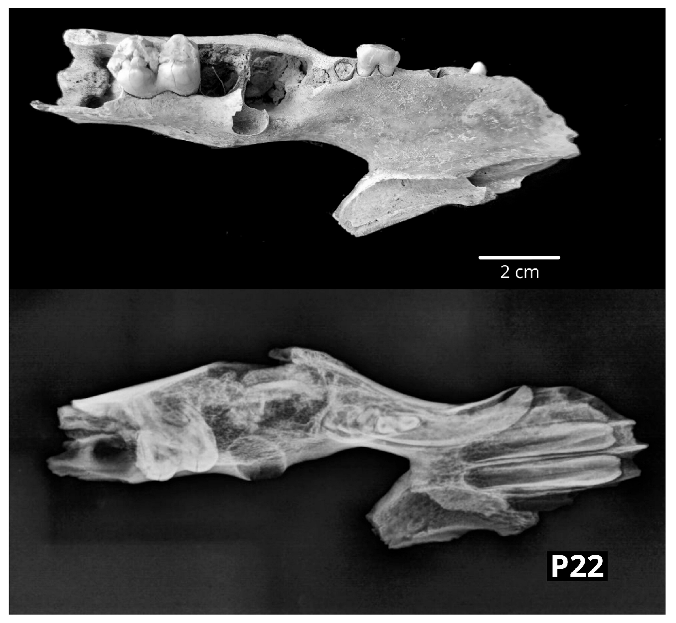 Vetsci 10 00361 g007 Vetsci 10 00361 g007