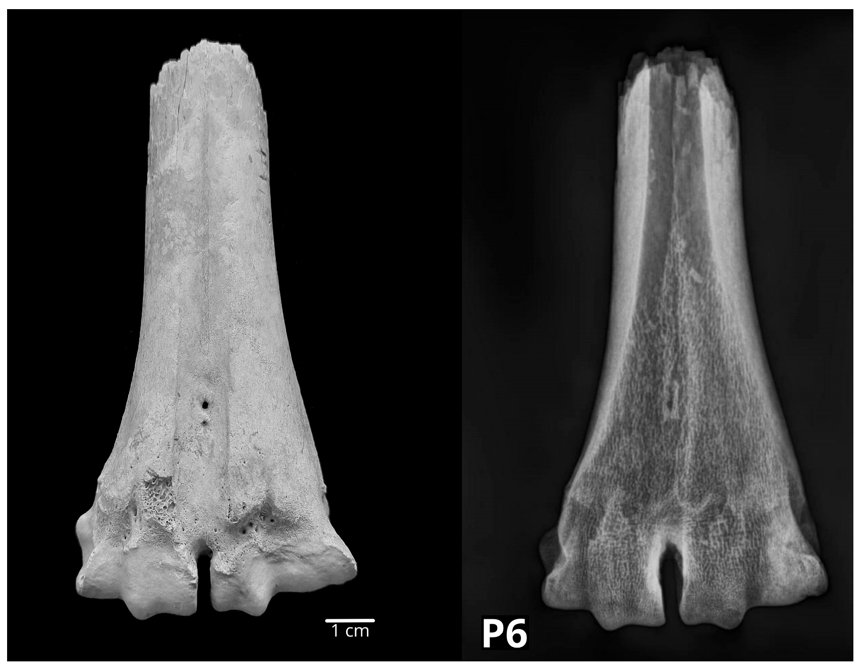 Vetsci 10 00361 g010