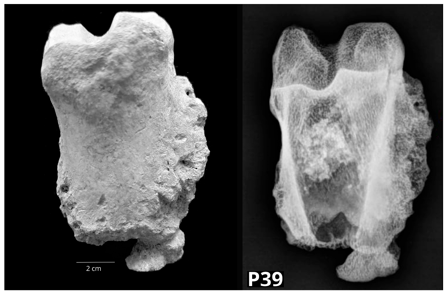 Vetsci 10 00361 g011 Vetsci 10 00361 g011