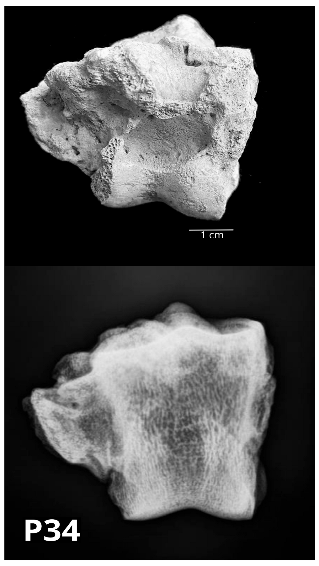 Vetsci 10 00361 g012