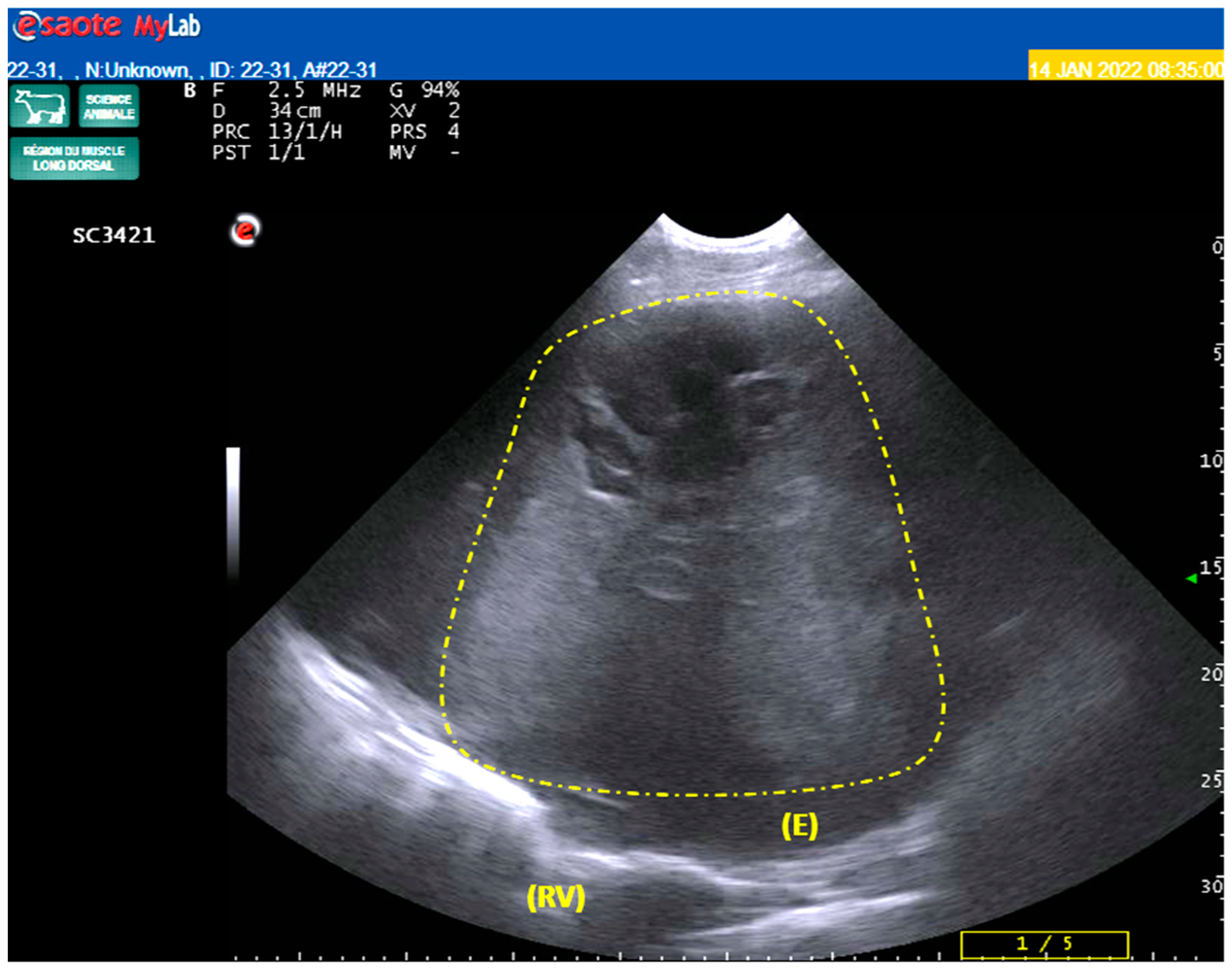 Vetsci 10 00376 g001