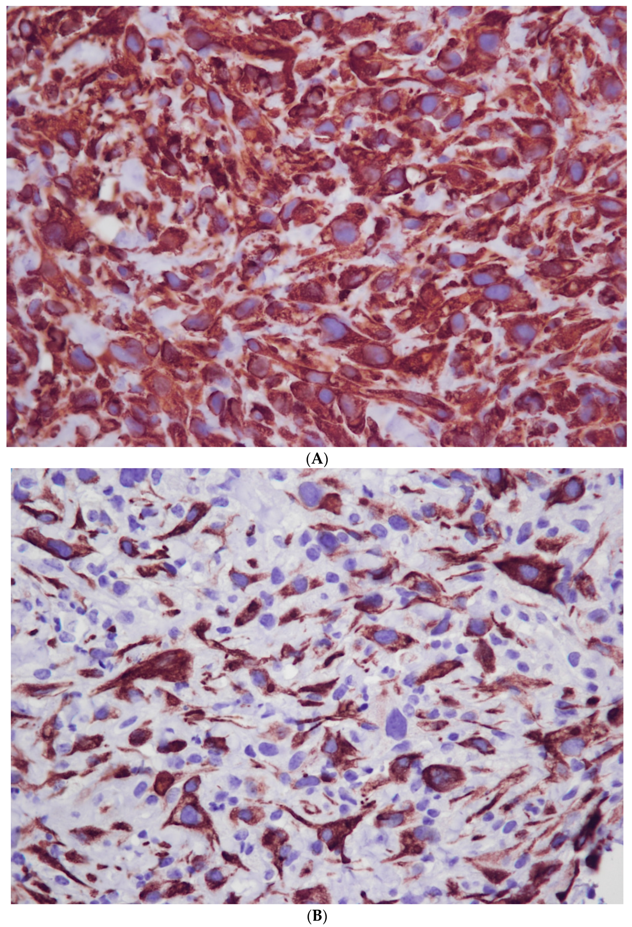 Vetsci 10 00376 g003