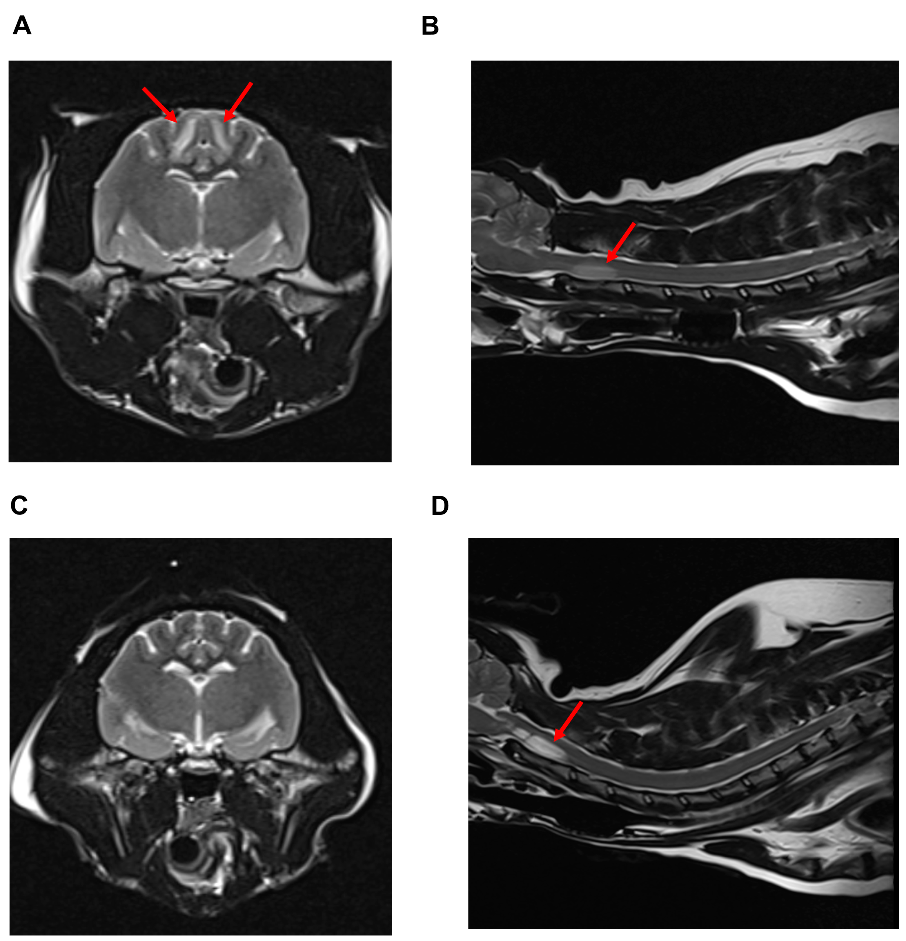 Vetsci 10 00385 g001