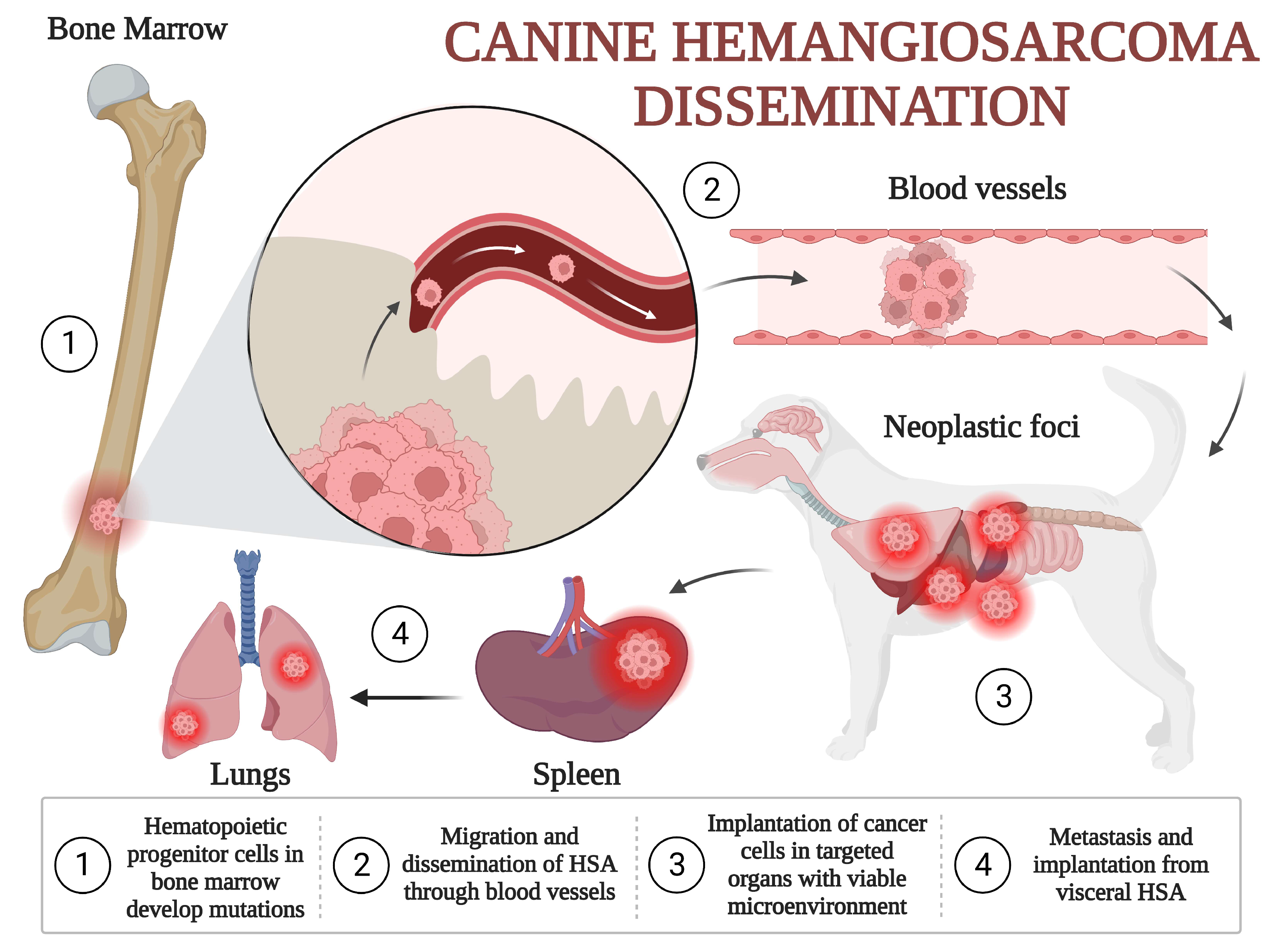 Veterinary Sciences | Free Full-Text | Molecular Profile of Canine ...