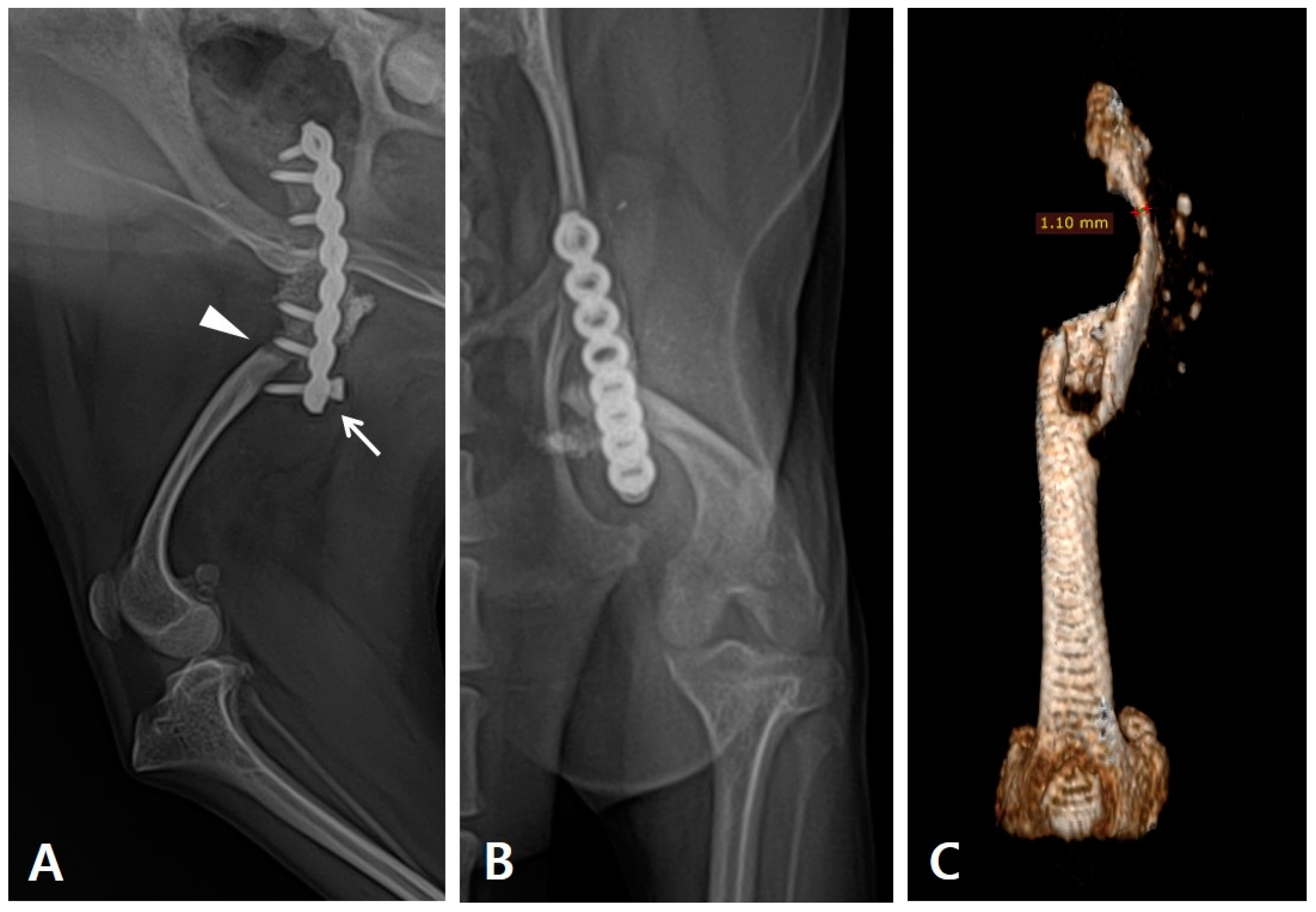 Vetsci 10 00388 g001