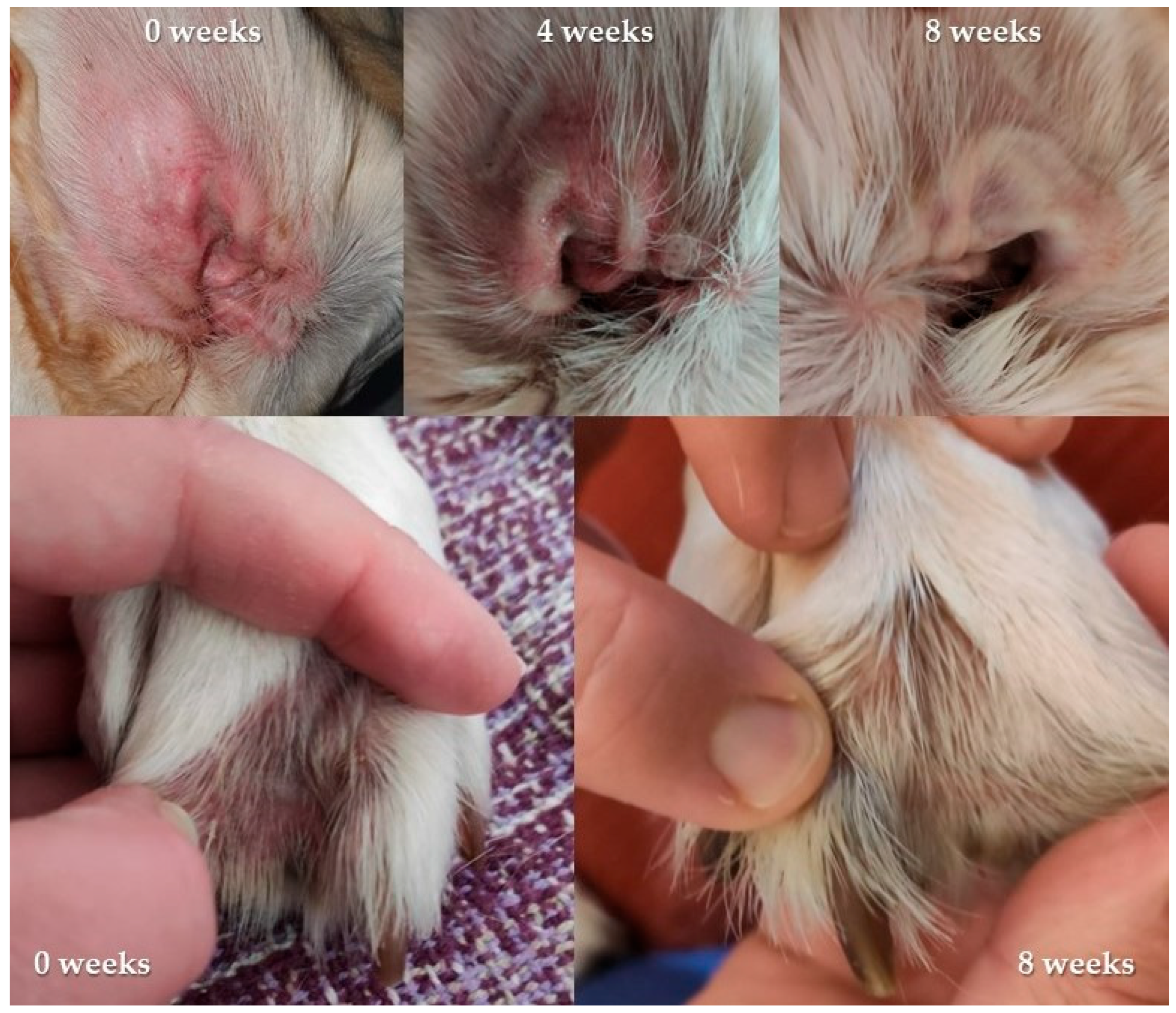 Vetsci 10 00389 g005