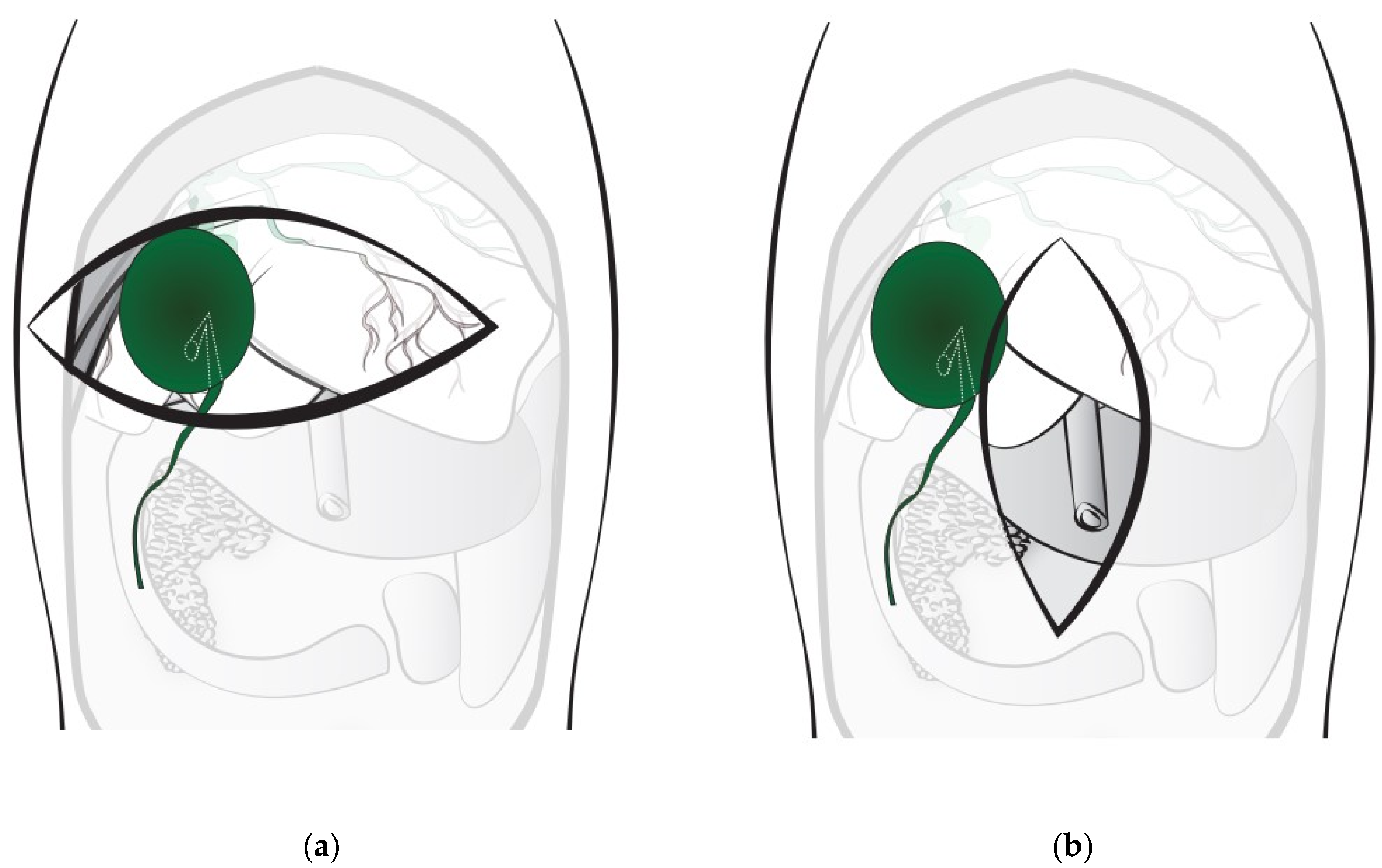 Vetsci 10 00395 g001 Vetsci 10 00395 g001