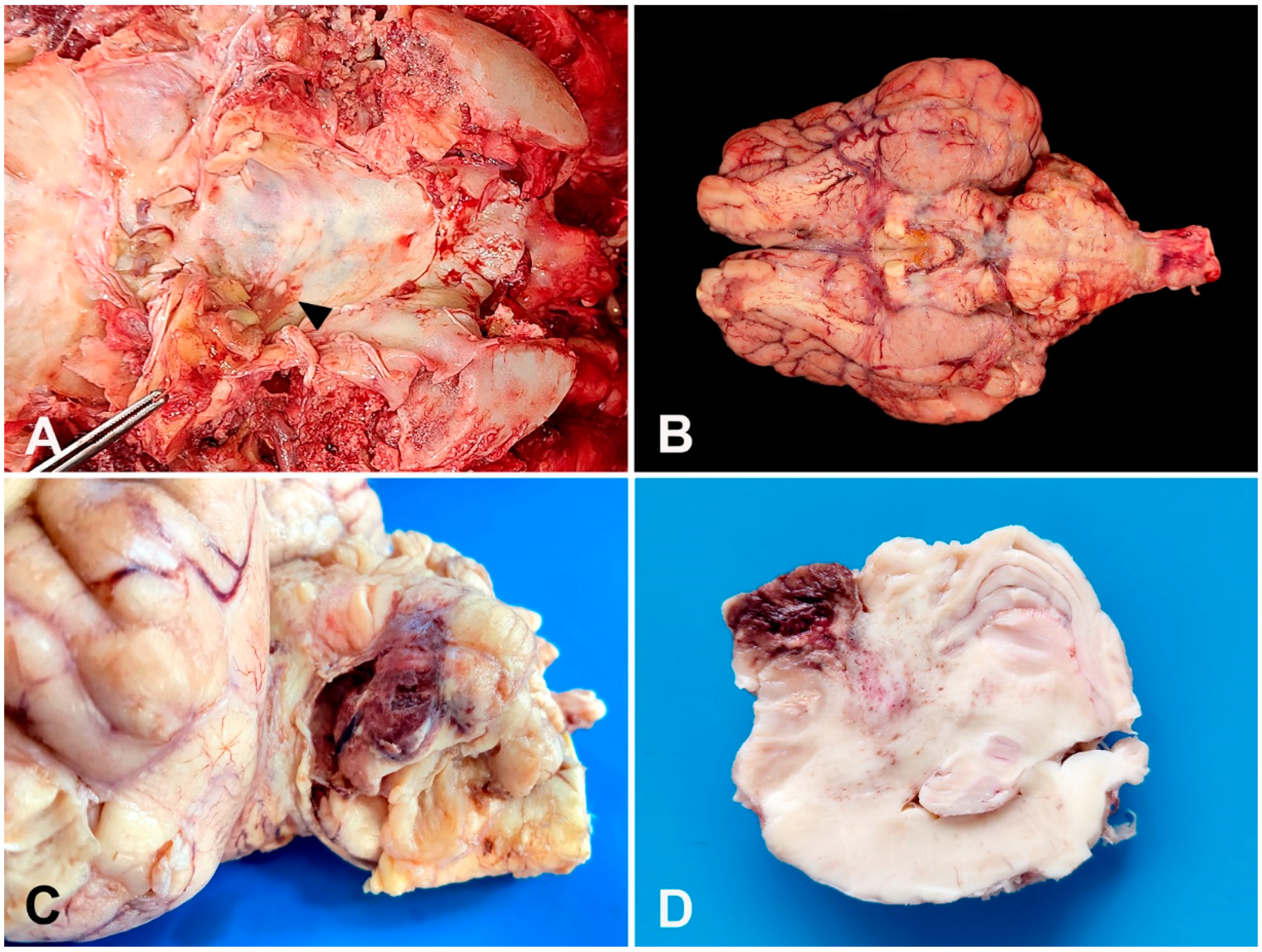 Vetsci 10 00398 g001 Vetsci 10 00398 g001